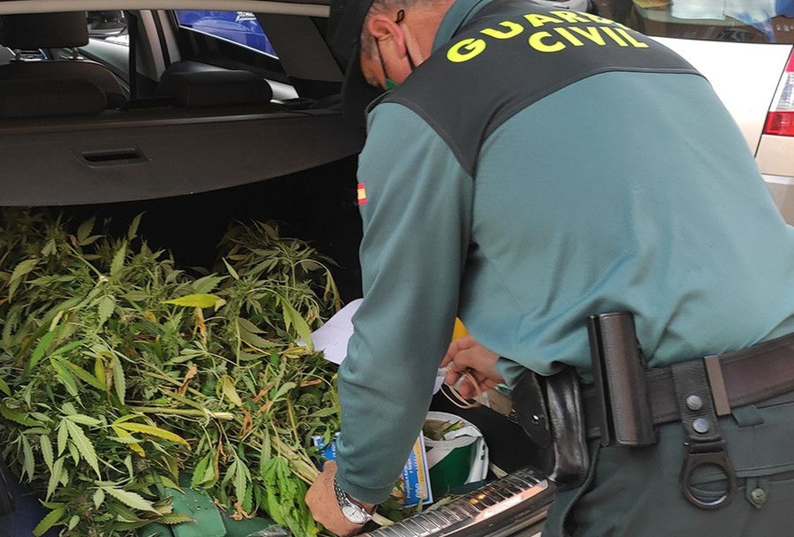 20201028 Operación Gazda foto marihuana