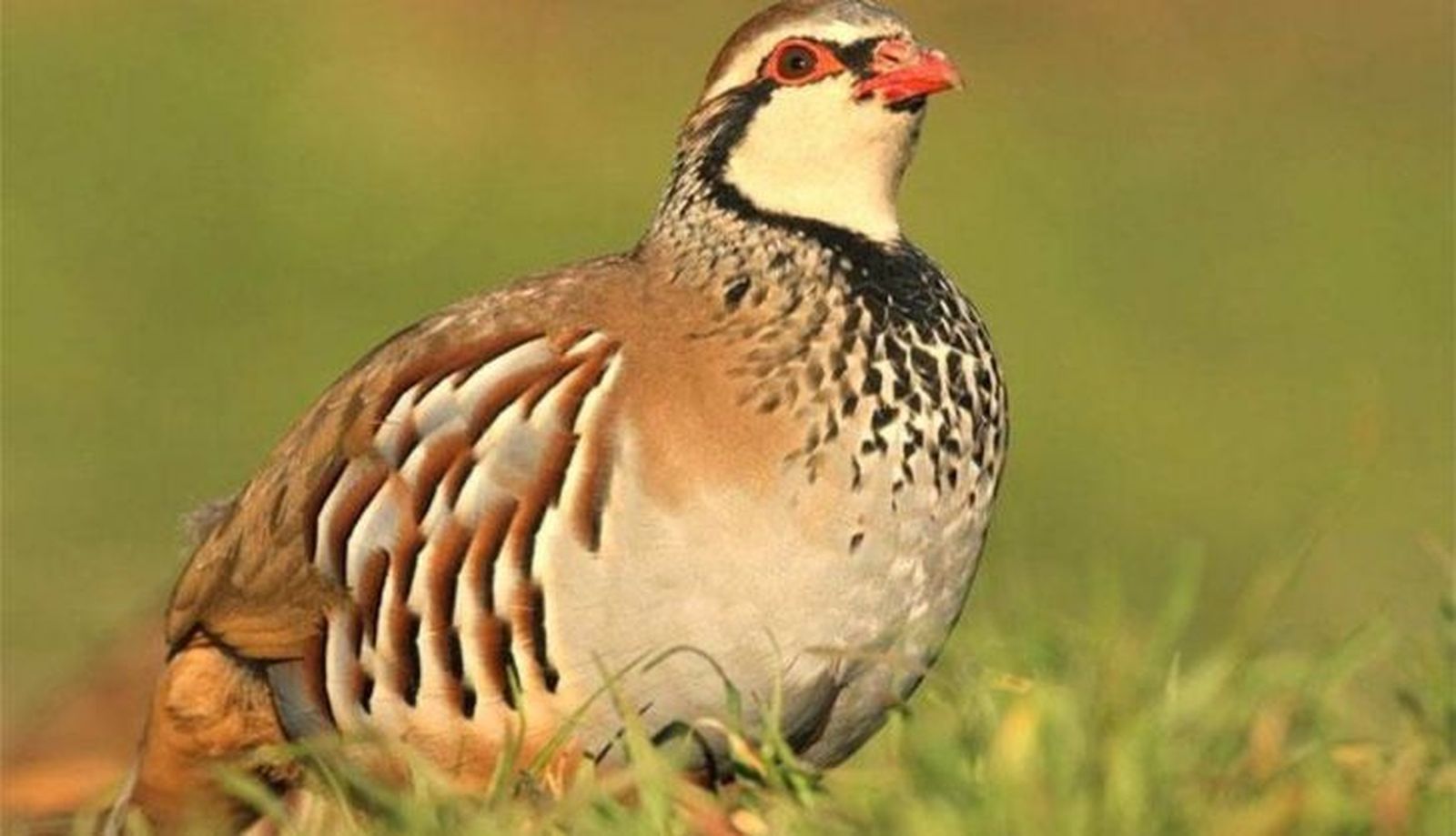 Perdiz en el campo. Foto EP