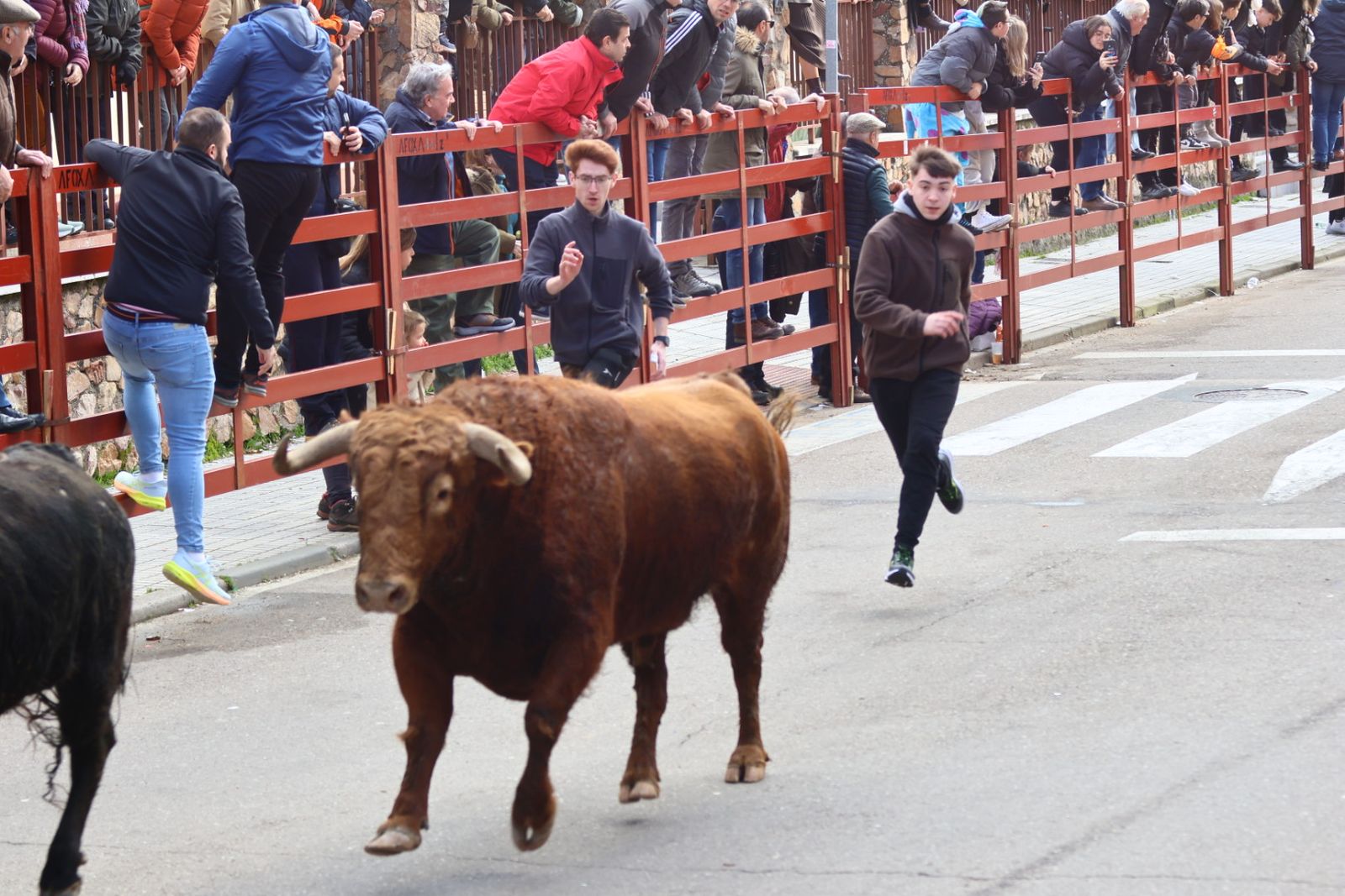 Encierro de martes en el Carnaval del Toro de Ciudad Rodrigo 2026