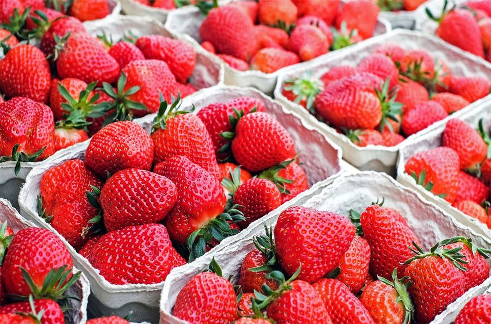 Fresas facua Fresas facua
