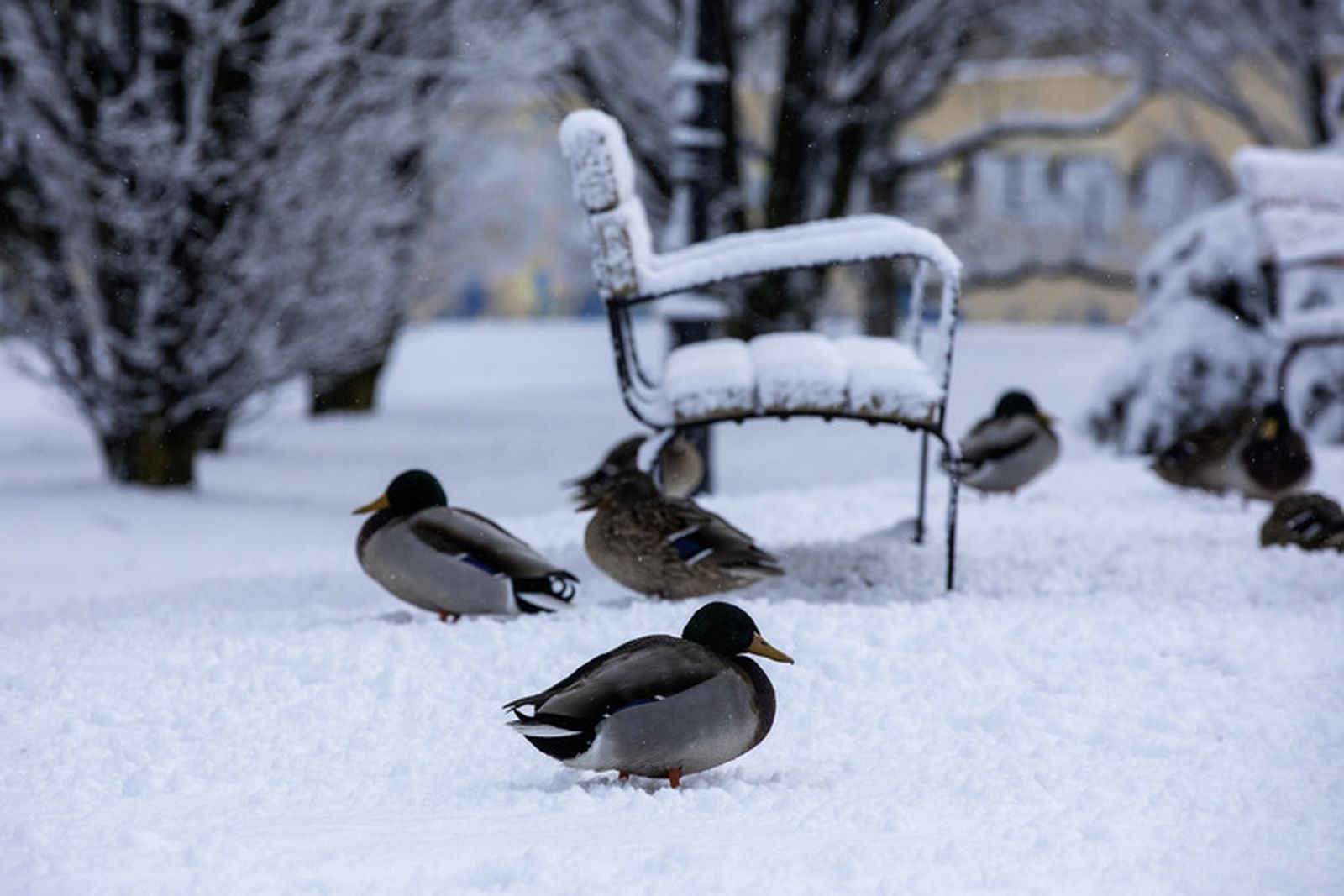 Nieve en Ávila