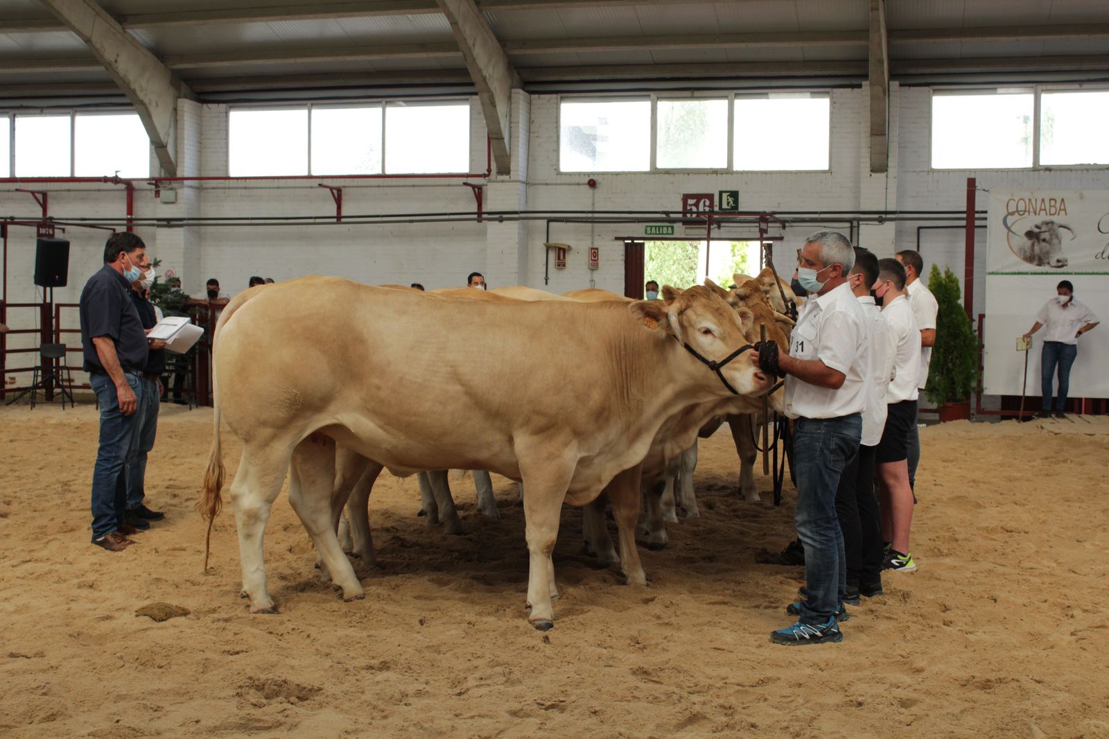 blonde-de-aquitania-8