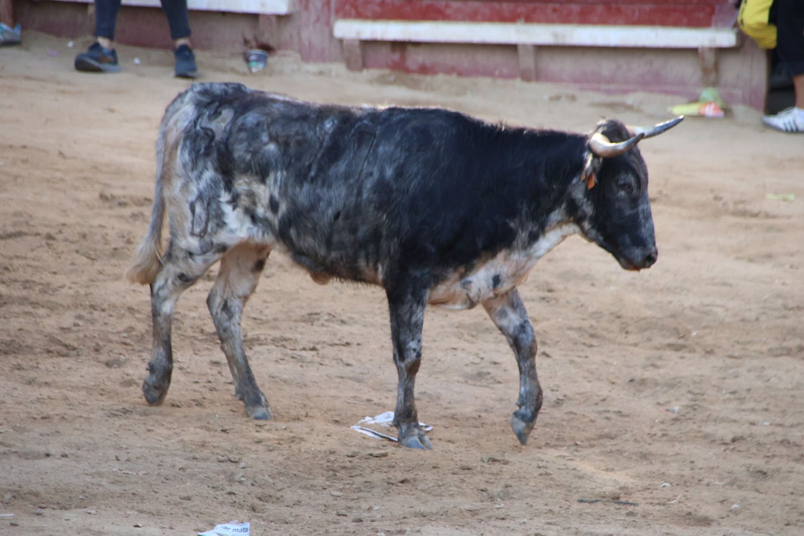 Encierro en Aldeadávila