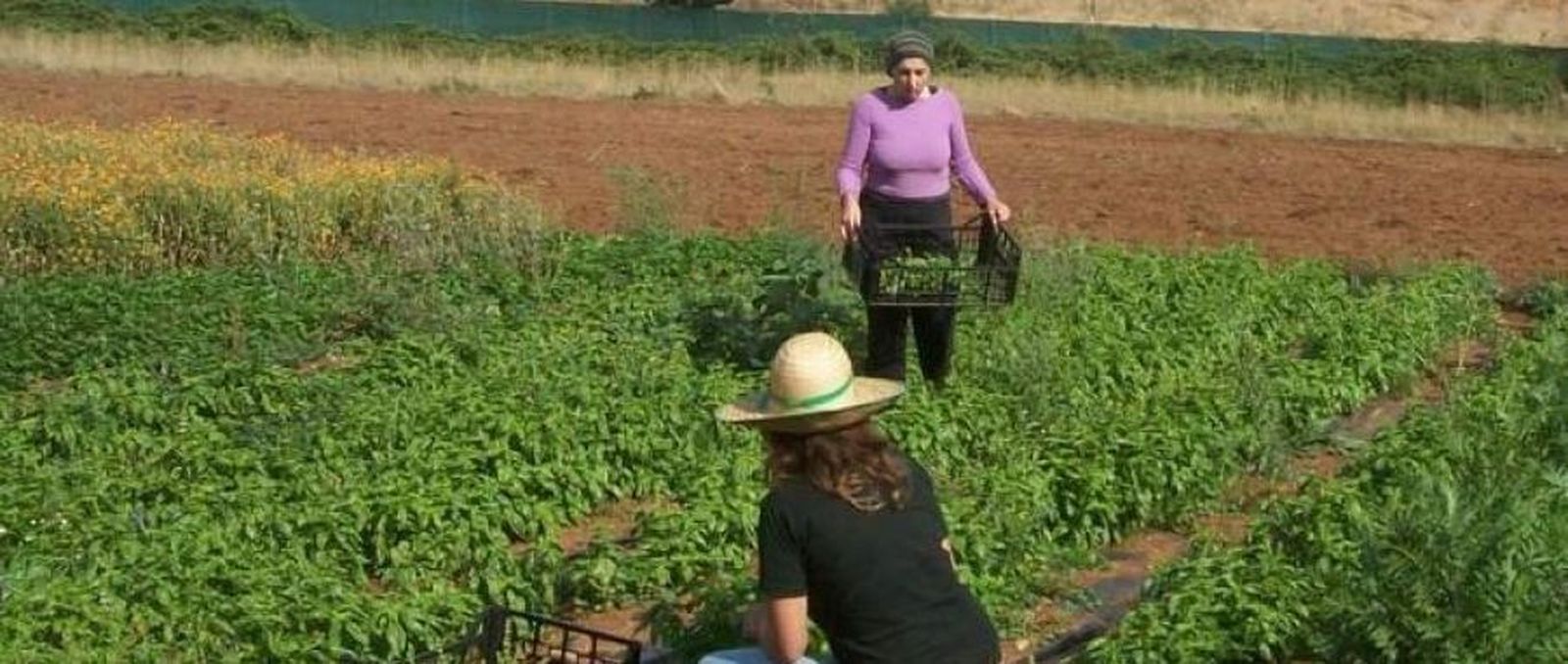 Agricultoras trabajando en un campo