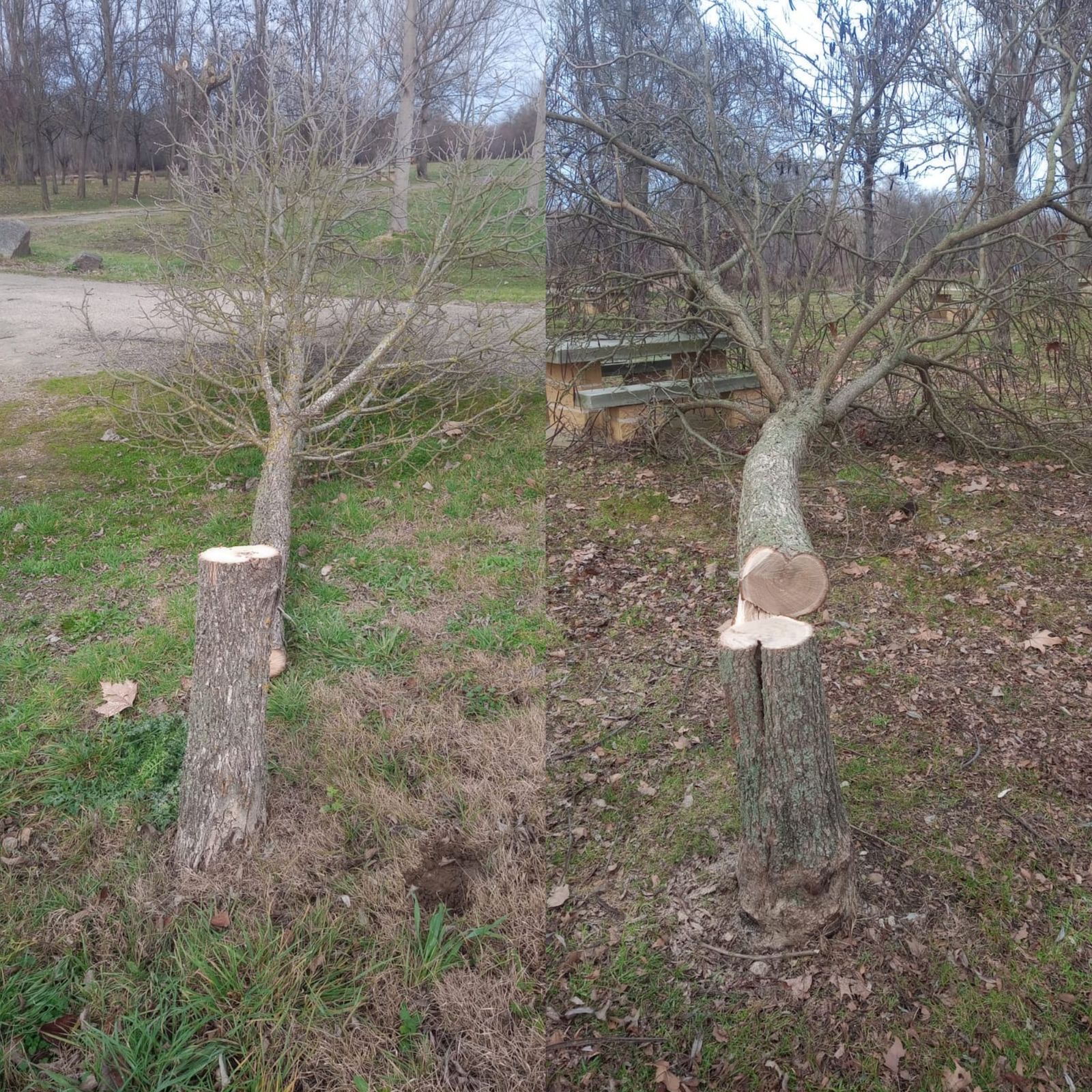 Árboles talados en Santa Croya de Tera
