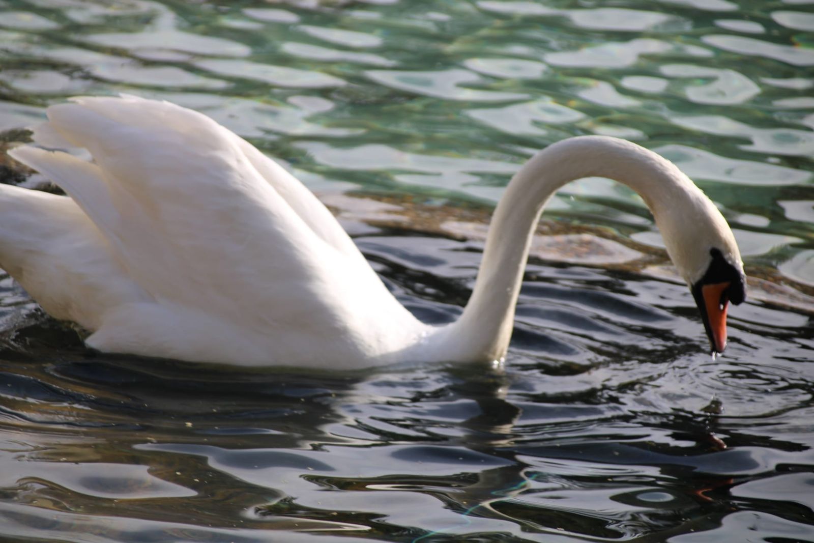 Patos y cisnes vuelven al estanque de La Alamedilla