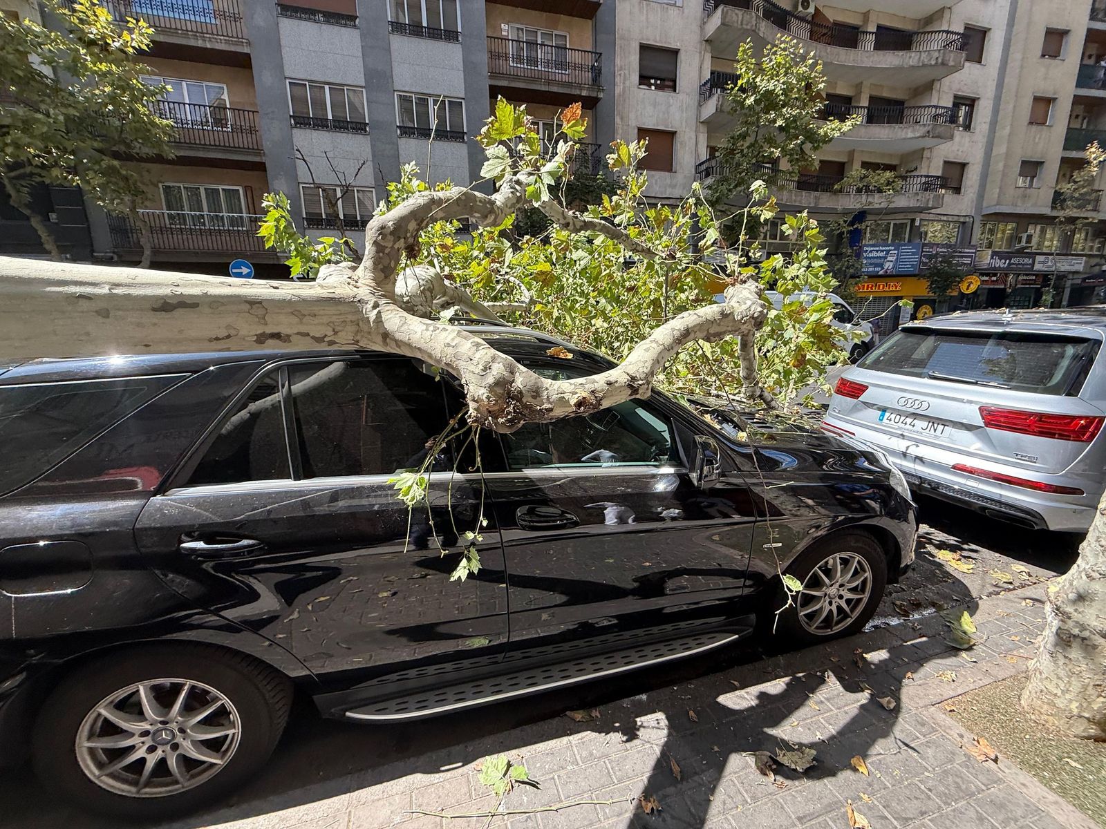Un árbol cae sobre varios coches en Torres Villarroel