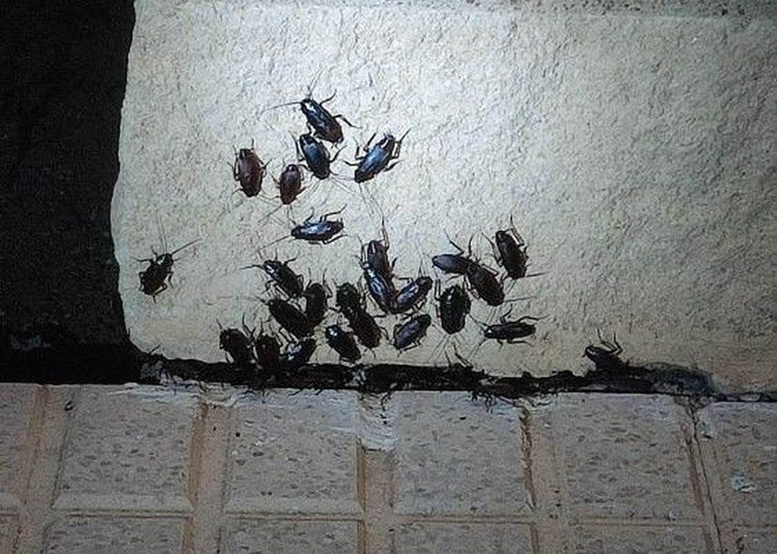 Plaga de cucarachas