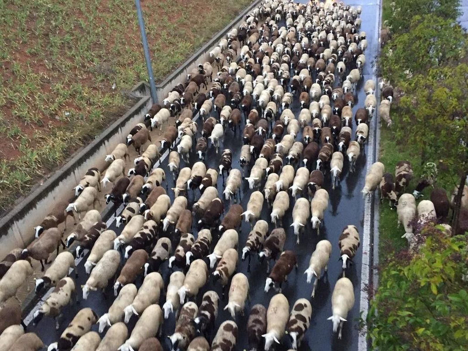 Ovejas por Salamanca