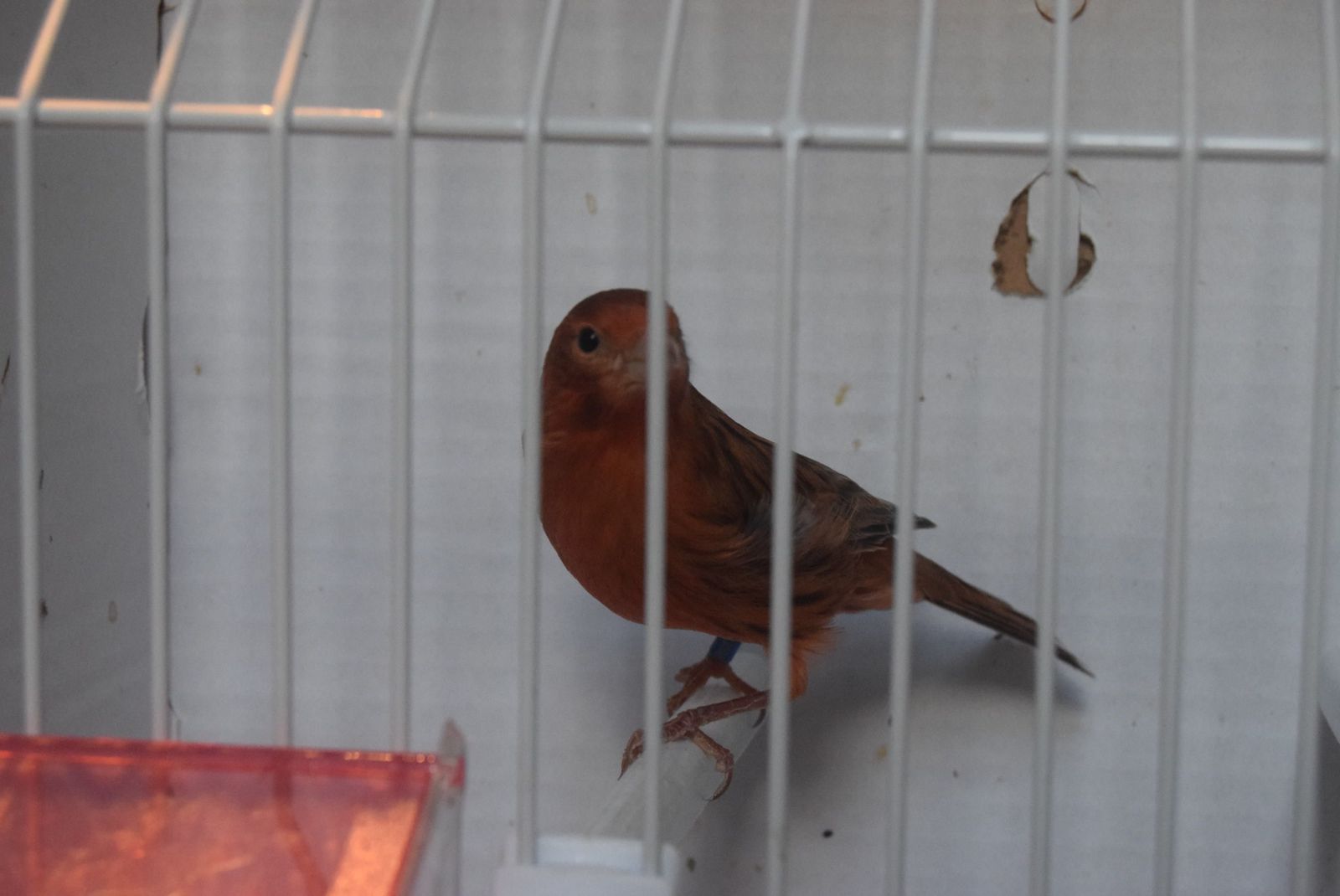 exposicion-ornitologica-en-el-colegio-universitario-20