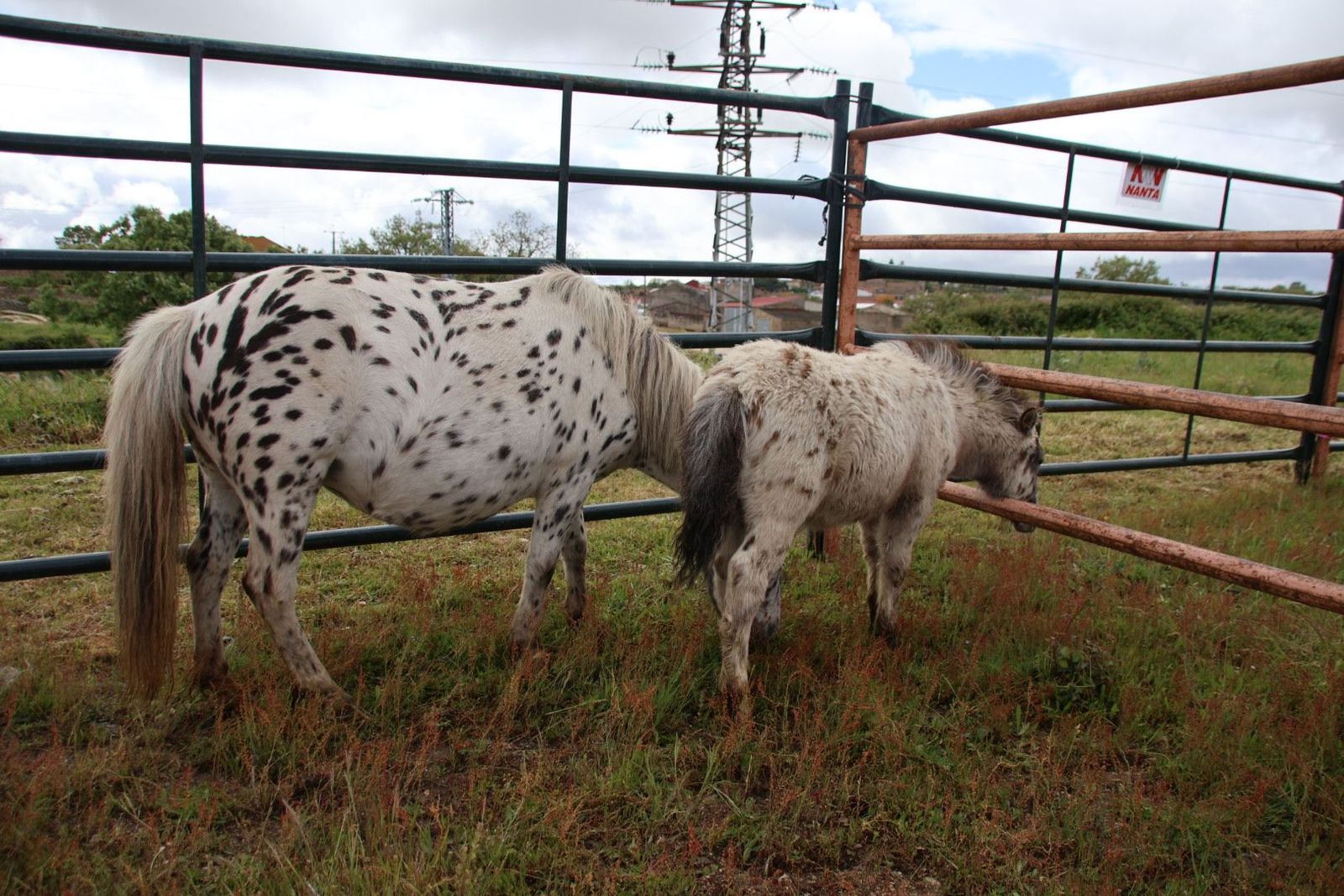 20240501102608-img-2884