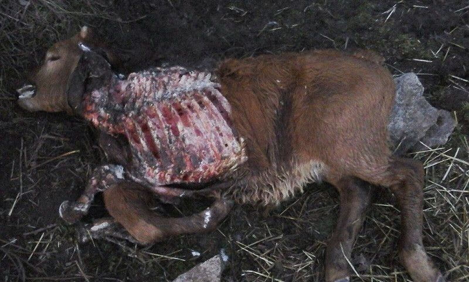 Denuncian continuos ataques de lobos en Cabeza de Framontanos Denuncian continuos ataques de lobos en Cabeza de Framontanos