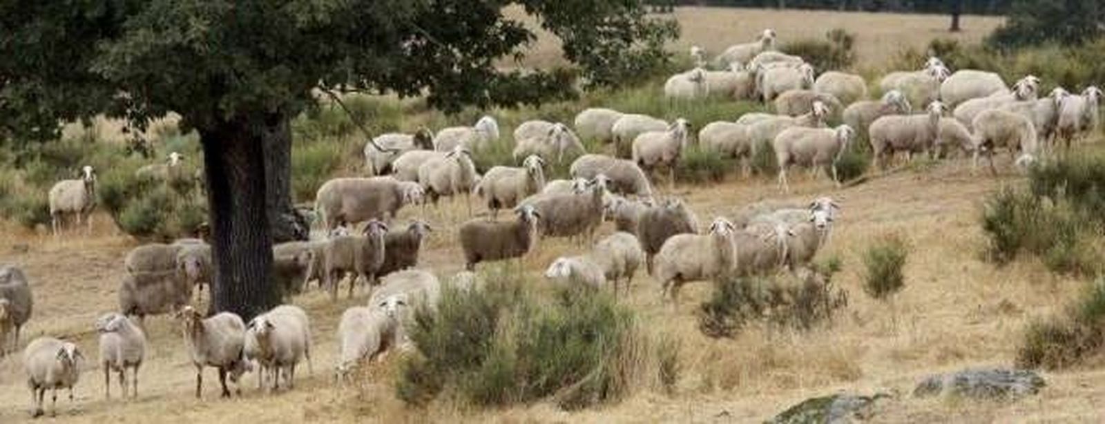 La Junta certifica que fue el lobo el causante de la muerte de 40 ovejas