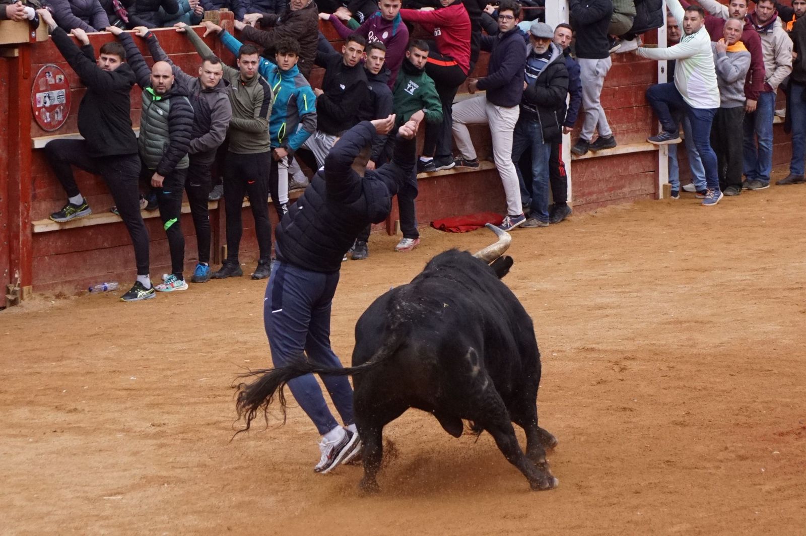 Destacados saltos, quiebros y toreo de capa en la capea del Lunes de Carnaval en Ciudad Rodrigo
