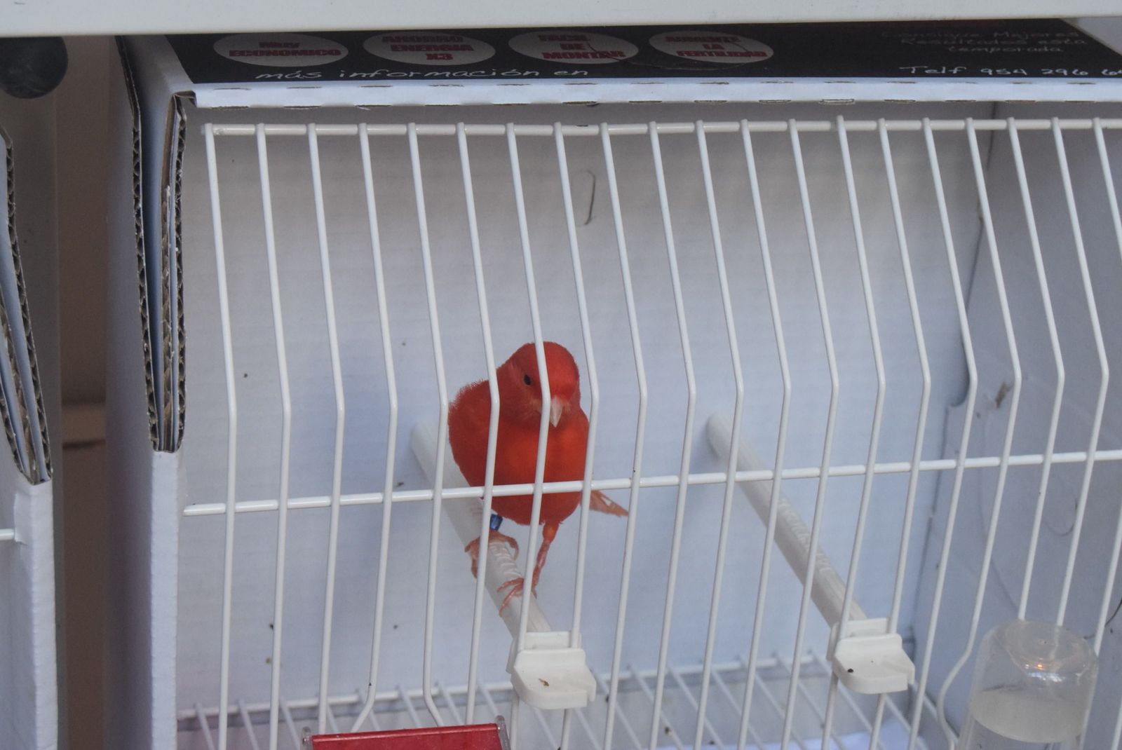 exposicion-ornitologica-en-el-colegio-universitario-14