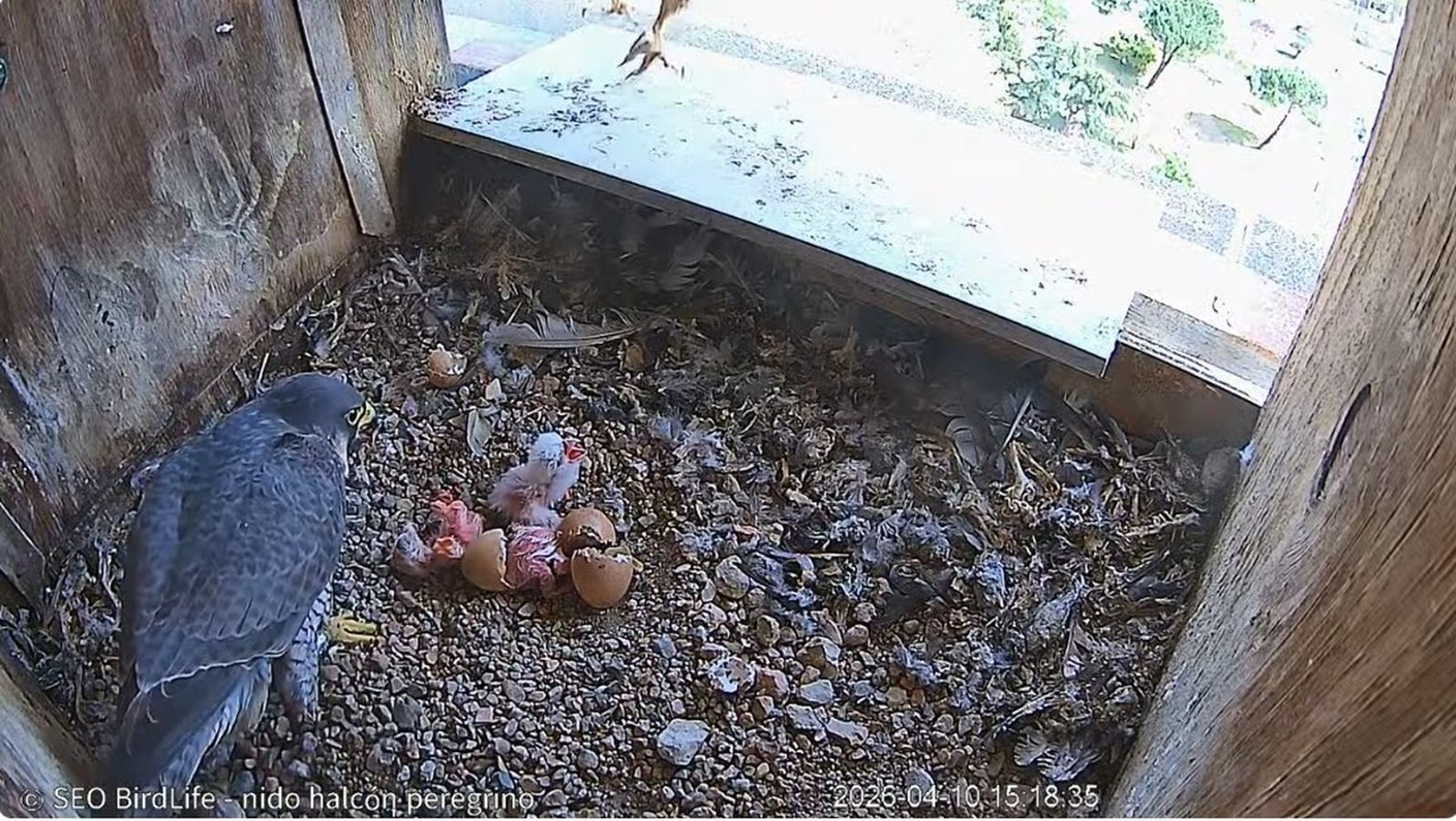Pollluelos de halcón peregrino en Zamora