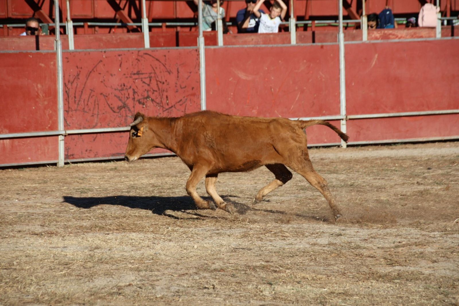 20240816185450-img-3972