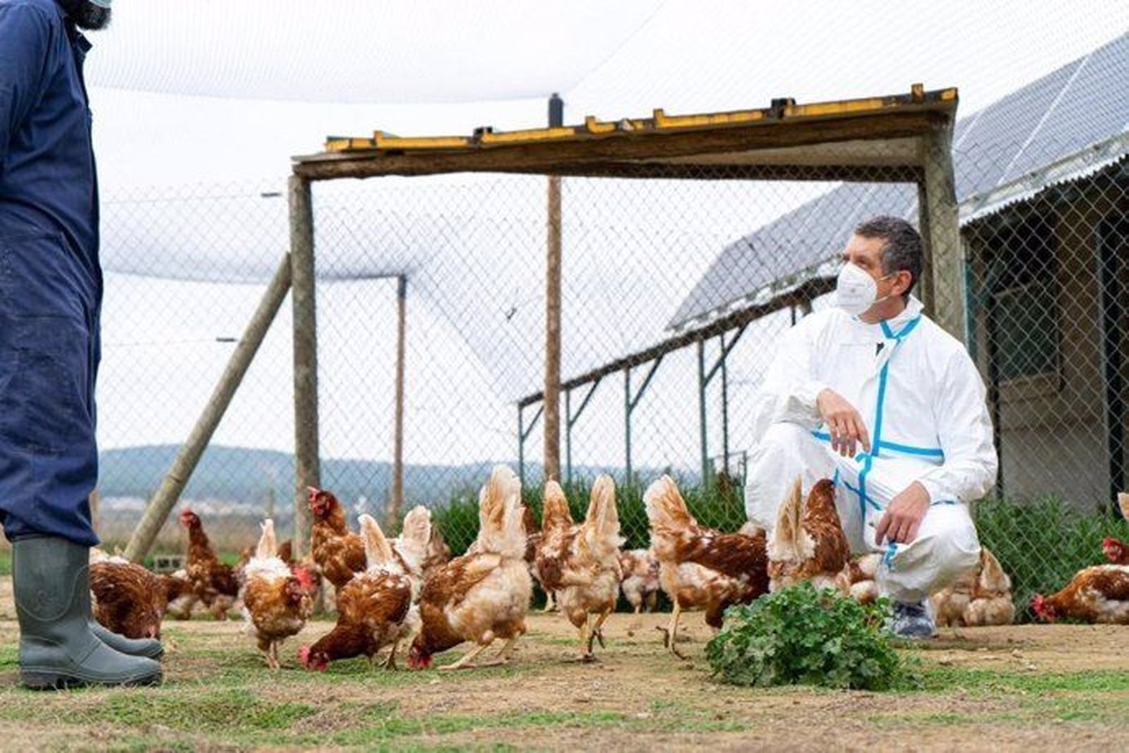 Veterinario en una granja de gallinas. Foto EP