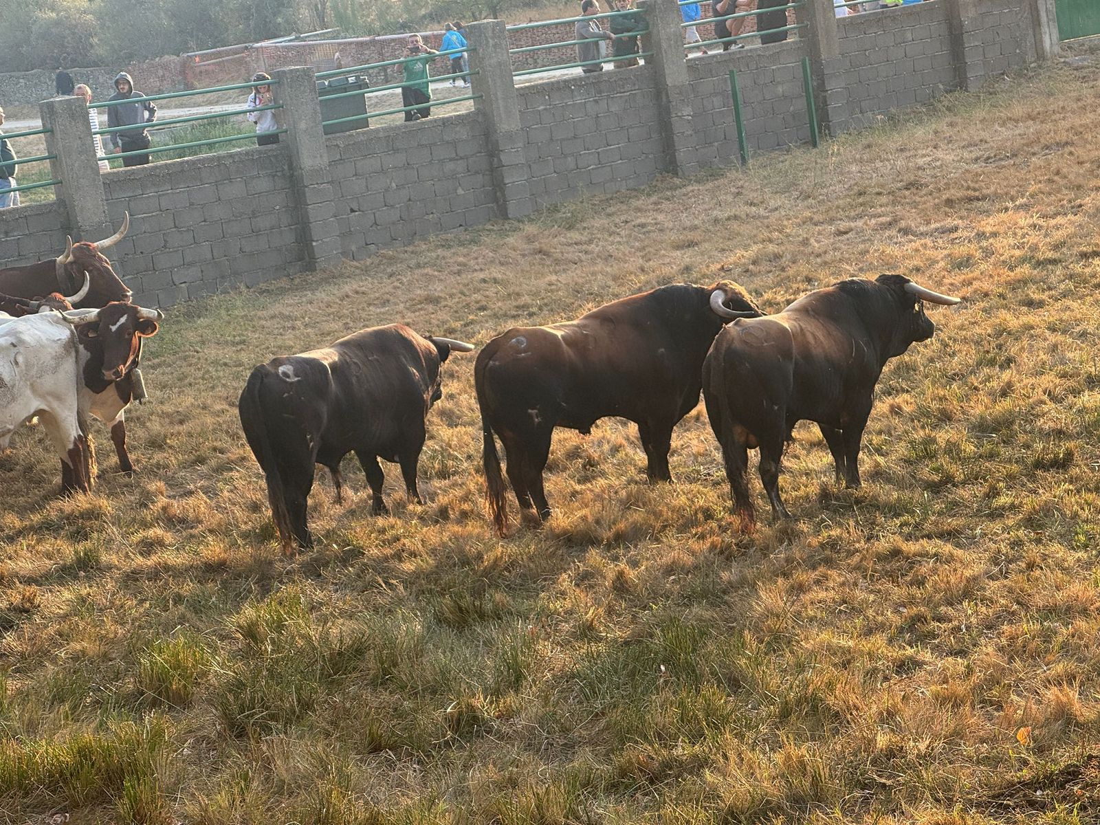 Encierro a caballo con reses de Valdeflores en Aldeadávila de la Ribera