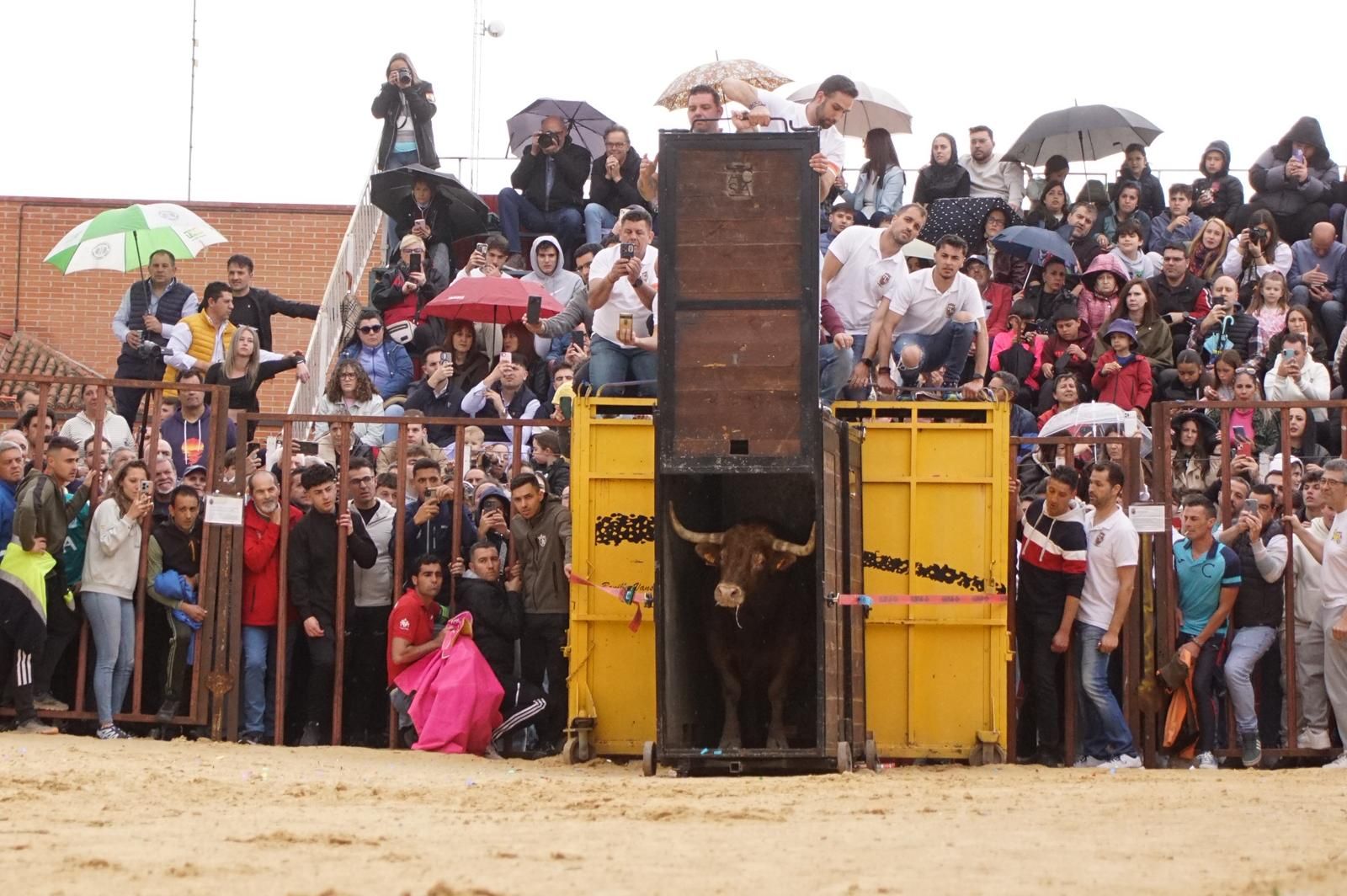 Villoria, toro del Voto