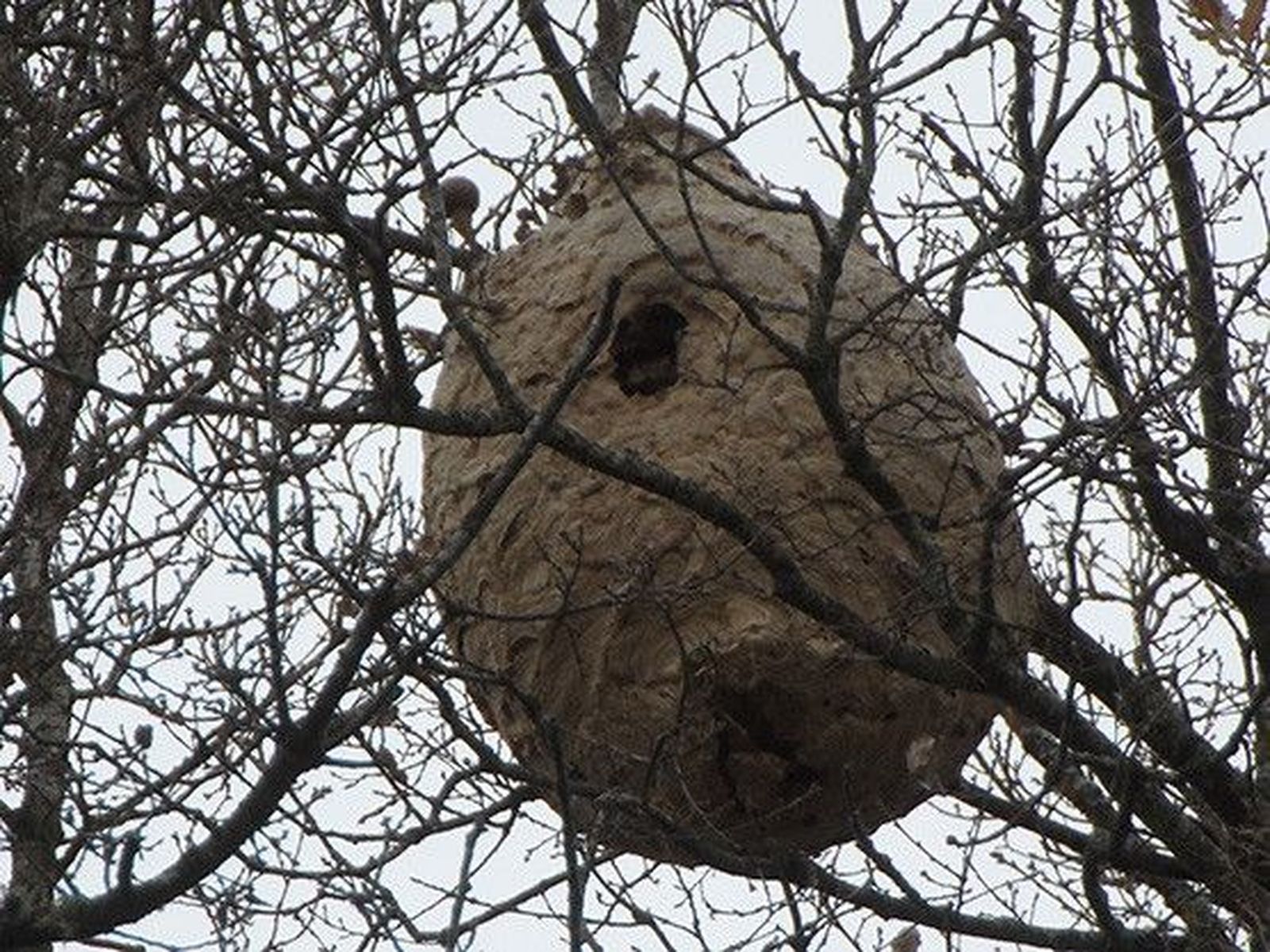 Fallece el hombre de 32 años al que le picó una avispa asiática el martes en San Tirso de Abres