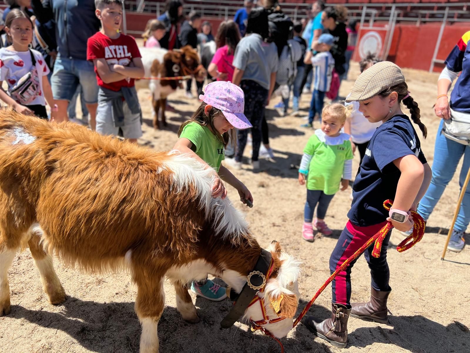 mini-bueyes-en-elas-fiestas-de-doninos-2025-30