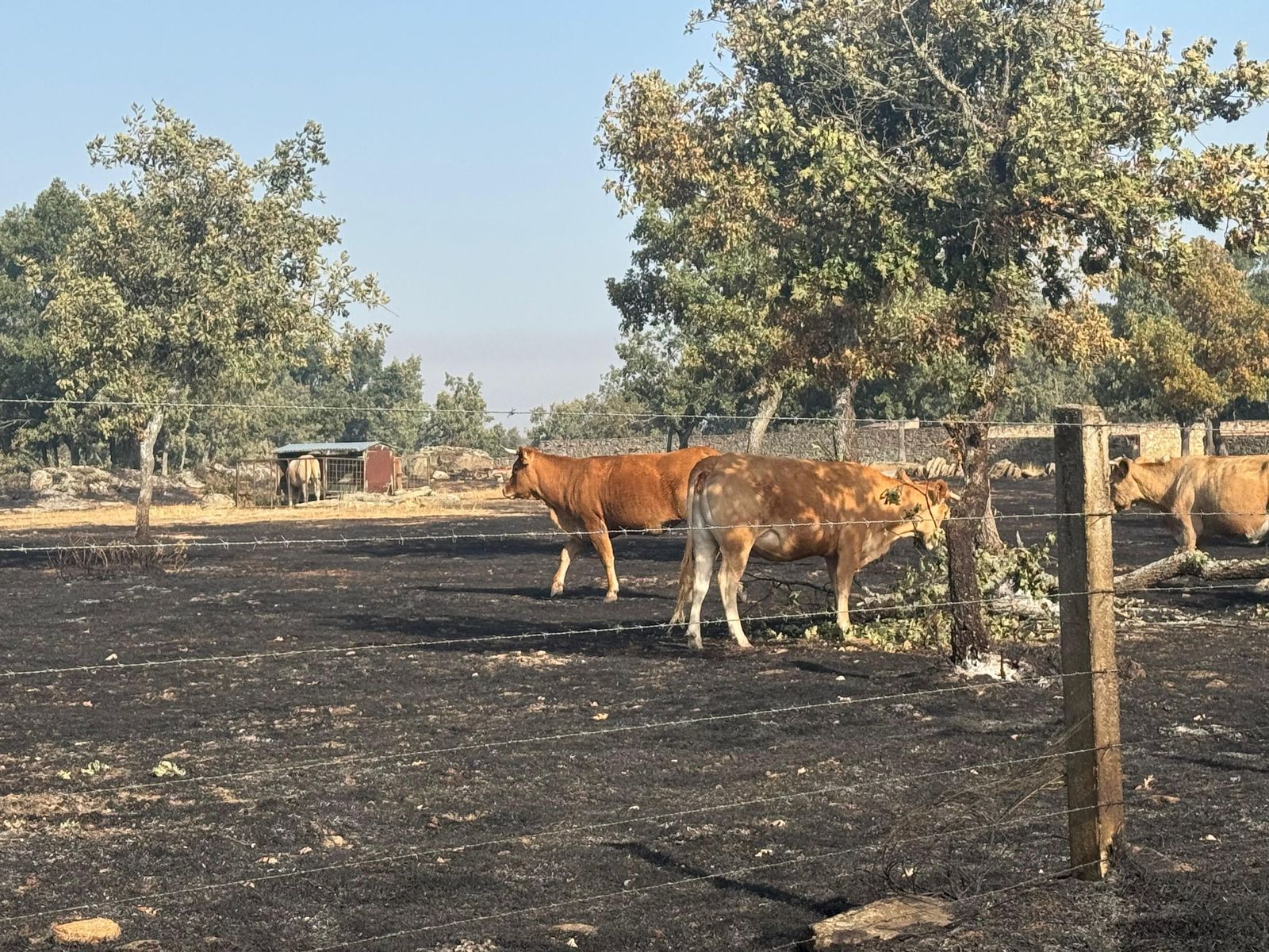 Así han quedado las zonas quemadas de Cipérez