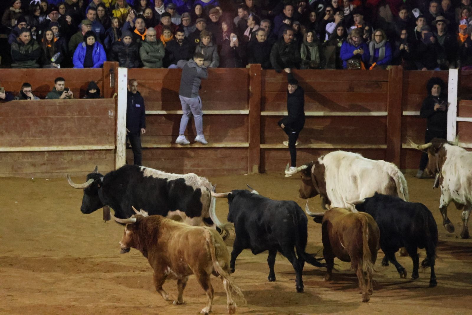Desencierro de sábado tarde en el Carnaval del Toro de Ciudad Rodrigo