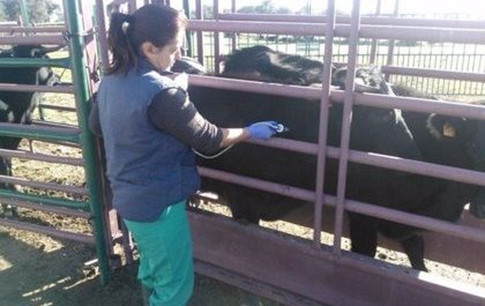 Vacunación contra la lengua azul. Foto de archivo EP