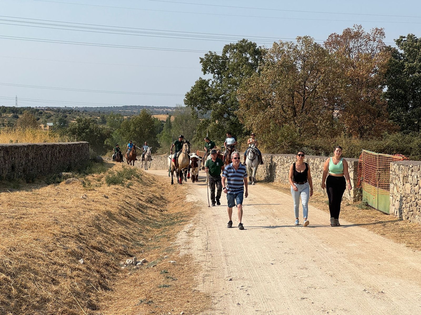 Encierro de bueyes en Aldeadávila de la Ribera para enseñarles el camino para los encierros en sus fiestas 2025