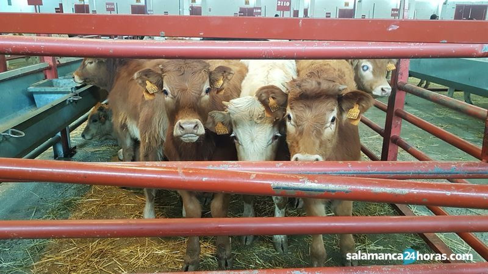 Mercado vacuno  (15) result