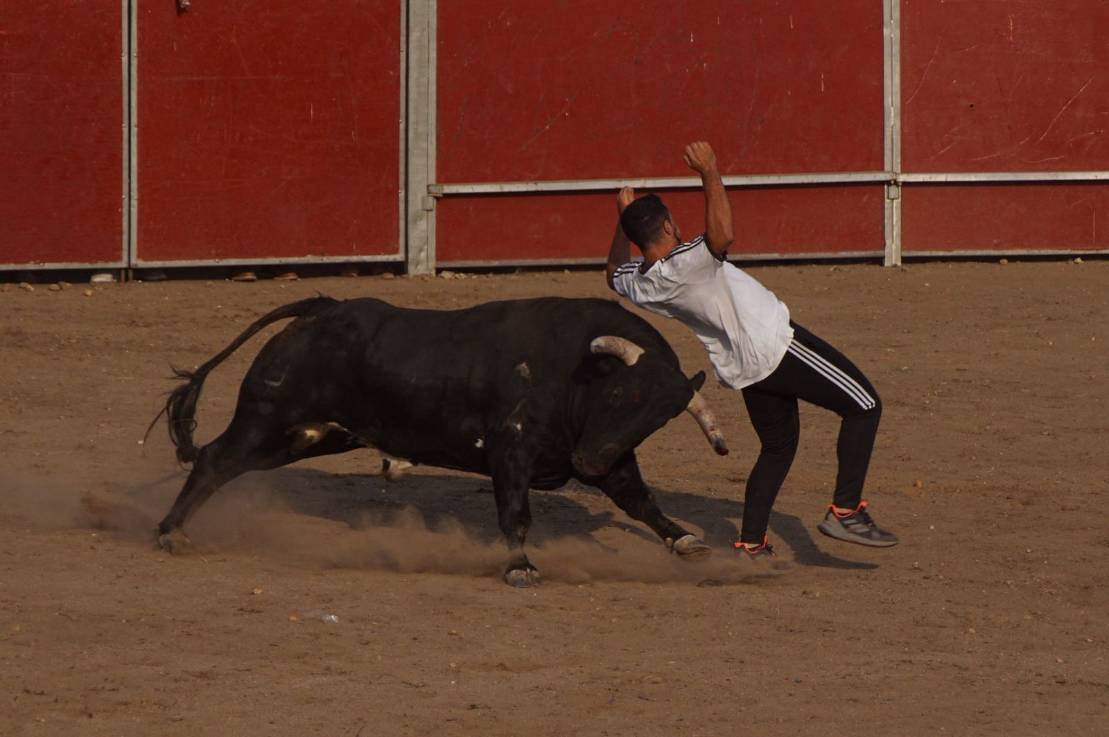 Un corte al toro del aguardiente