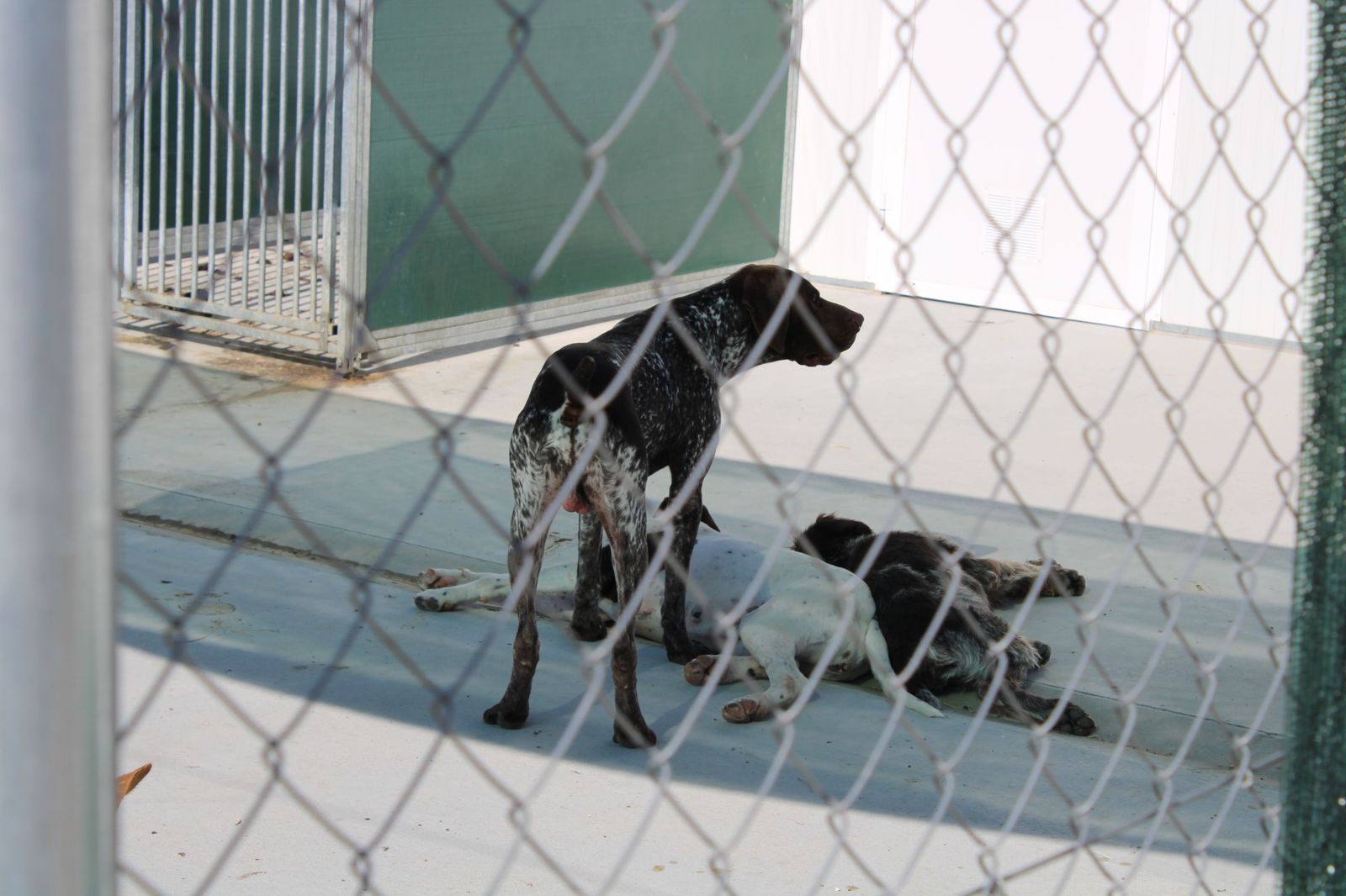 refugio-de-animales-del-ayuntamiento-de-salamanca-19