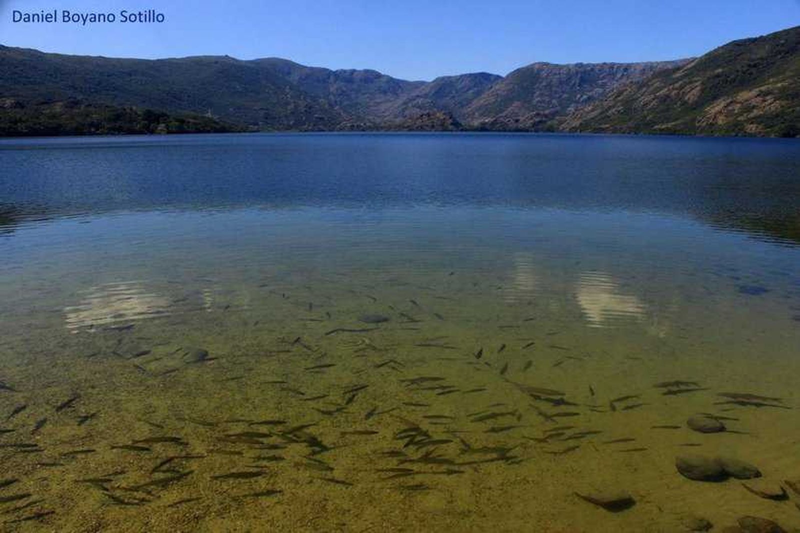 Peces en el Lago de Sanabria. Foto Daniel Boyano Sotillo