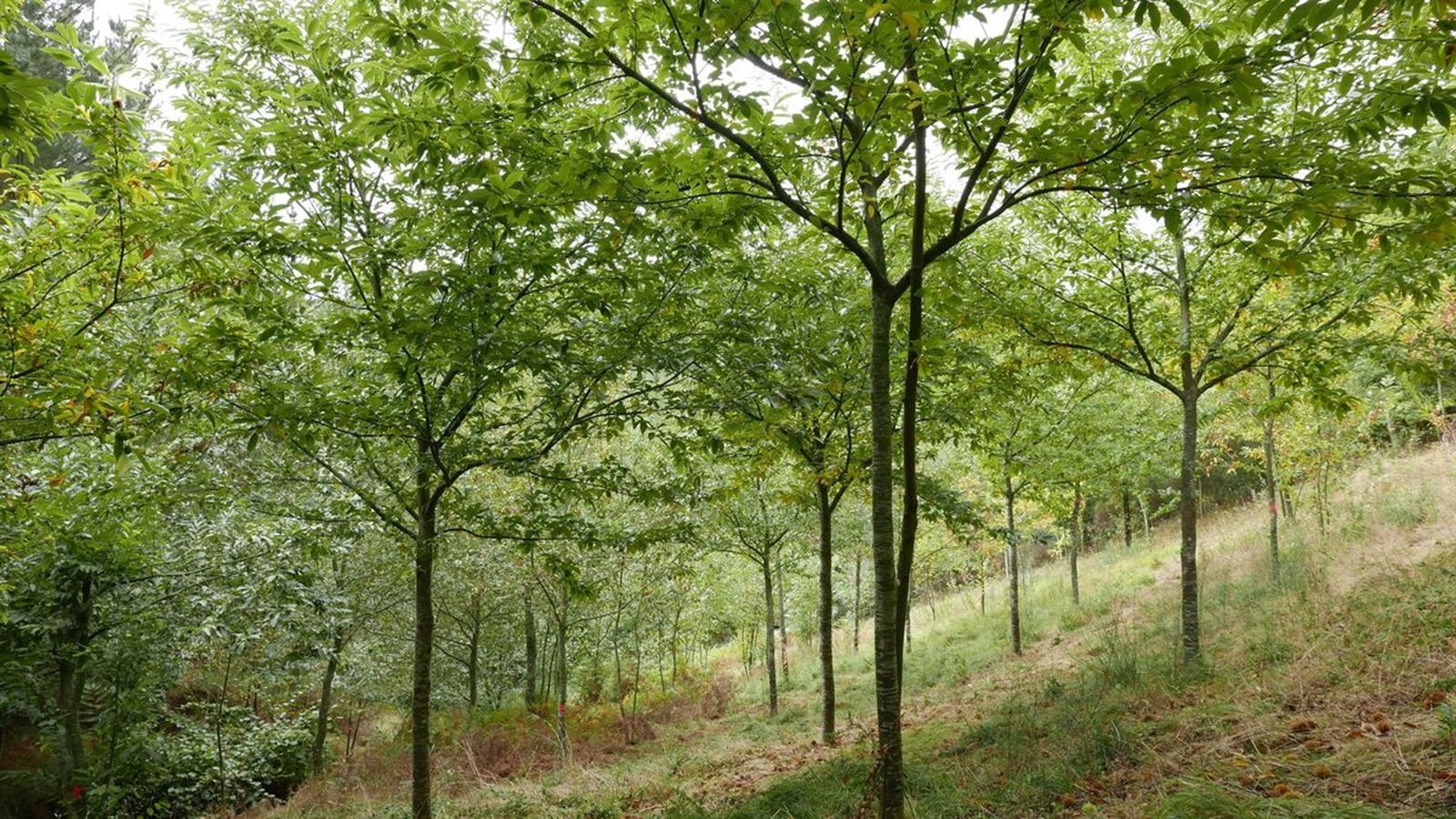 Plantación de castaños