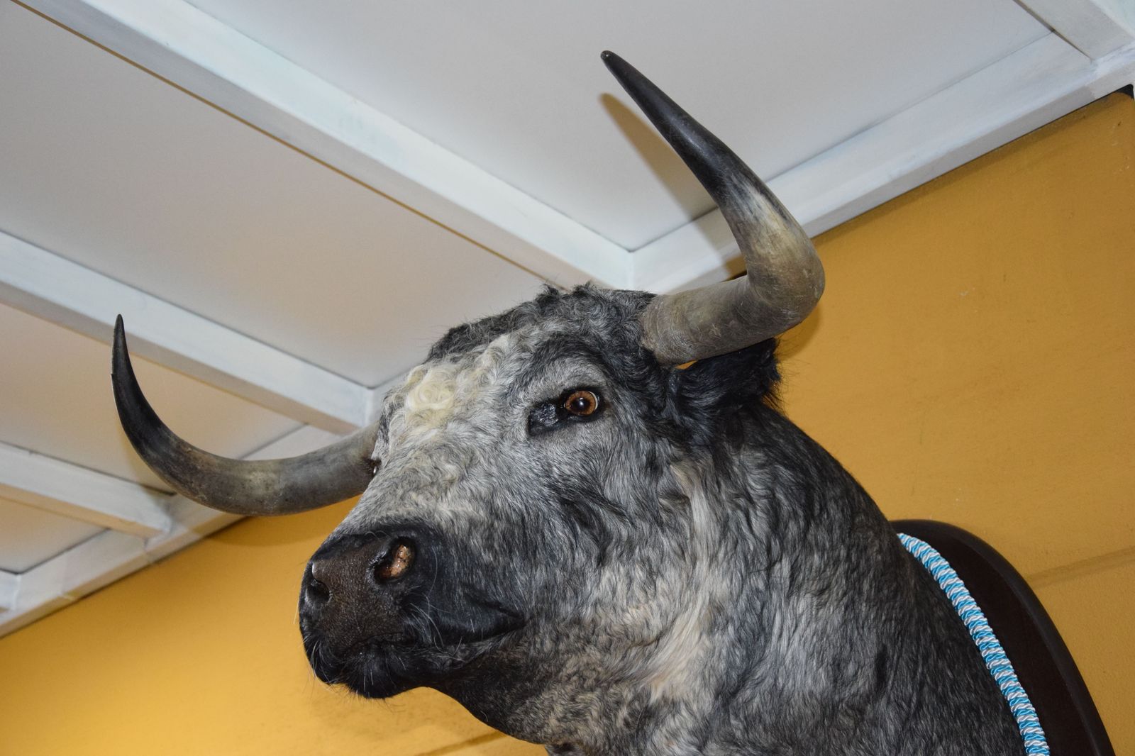 taxidermia-en-salamanca-38