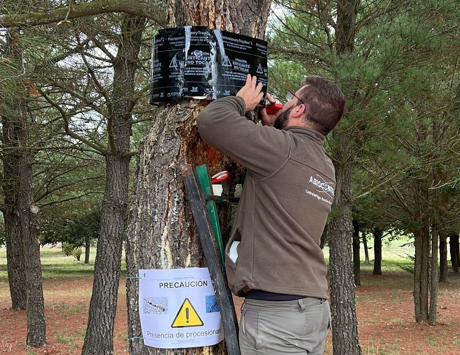 Procesionaria pino en Alba de Tormes