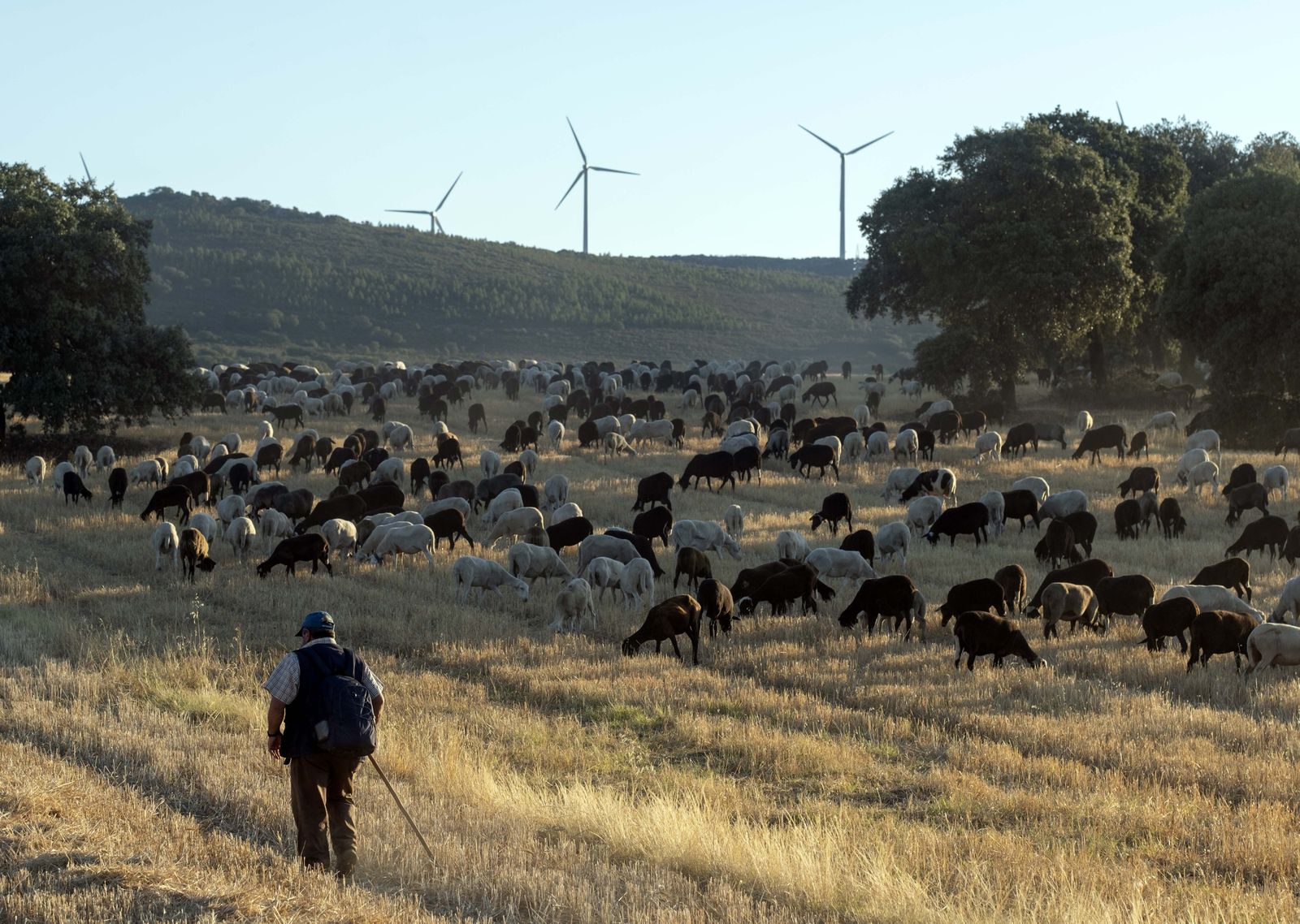 traslado-de-2000-ovejas-desde-tabara-a-fontanillas-de-castro-por-falta-de-comida-provocada-por-los-incendios-en-la-provincia-de-zamora-juan-luis-perez-lorenzo-arias-y-maximino-perez-son-tres-pastores-17