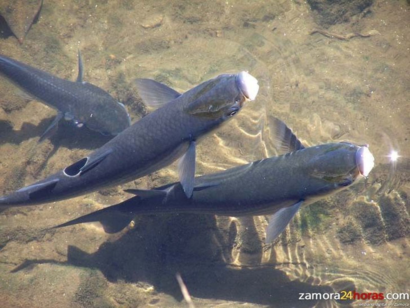 El carpín dejará de ser especie exótica y podrá ser pescado de forma legal