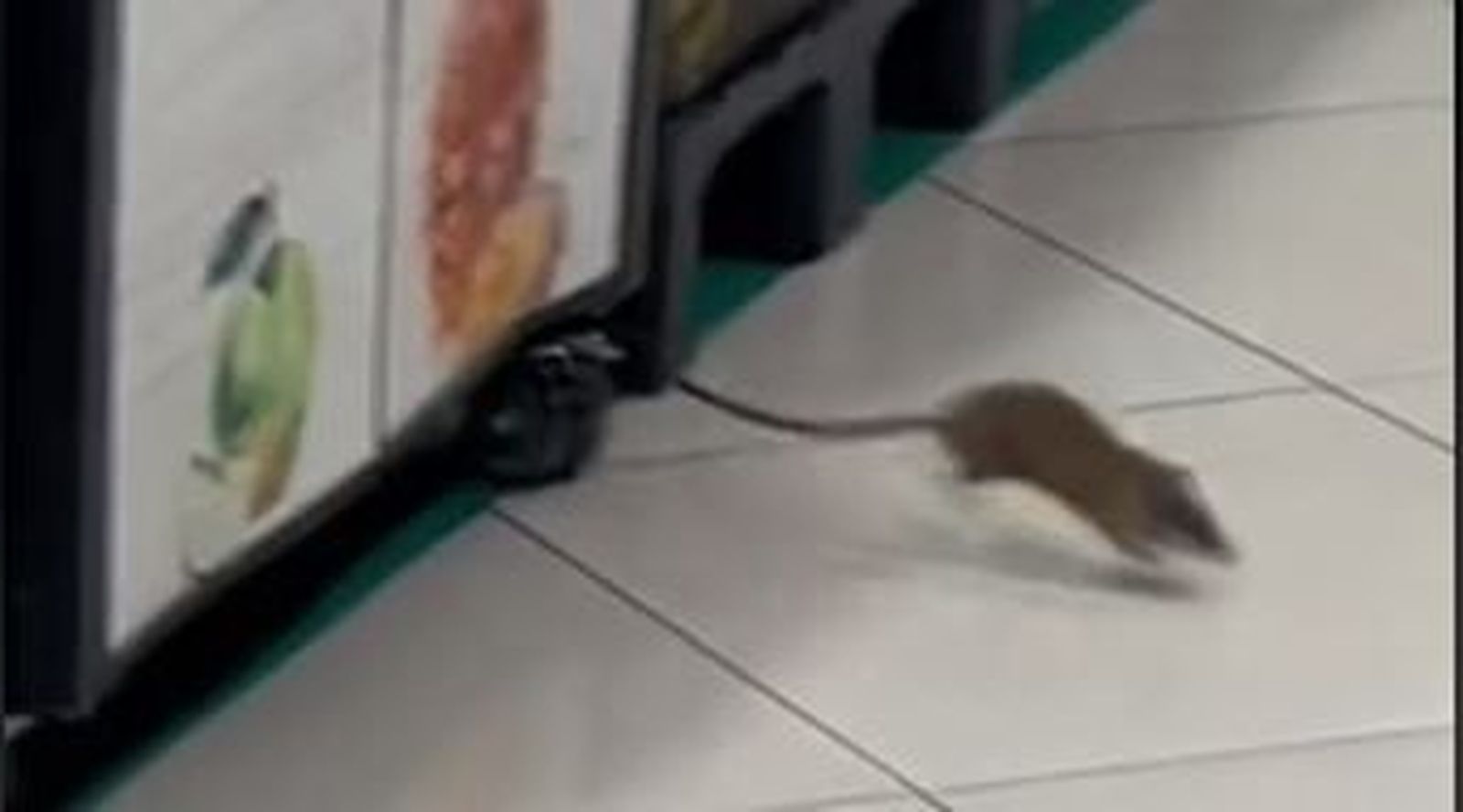 Una rata se pasea por un Mercadona. Captura de TikTok