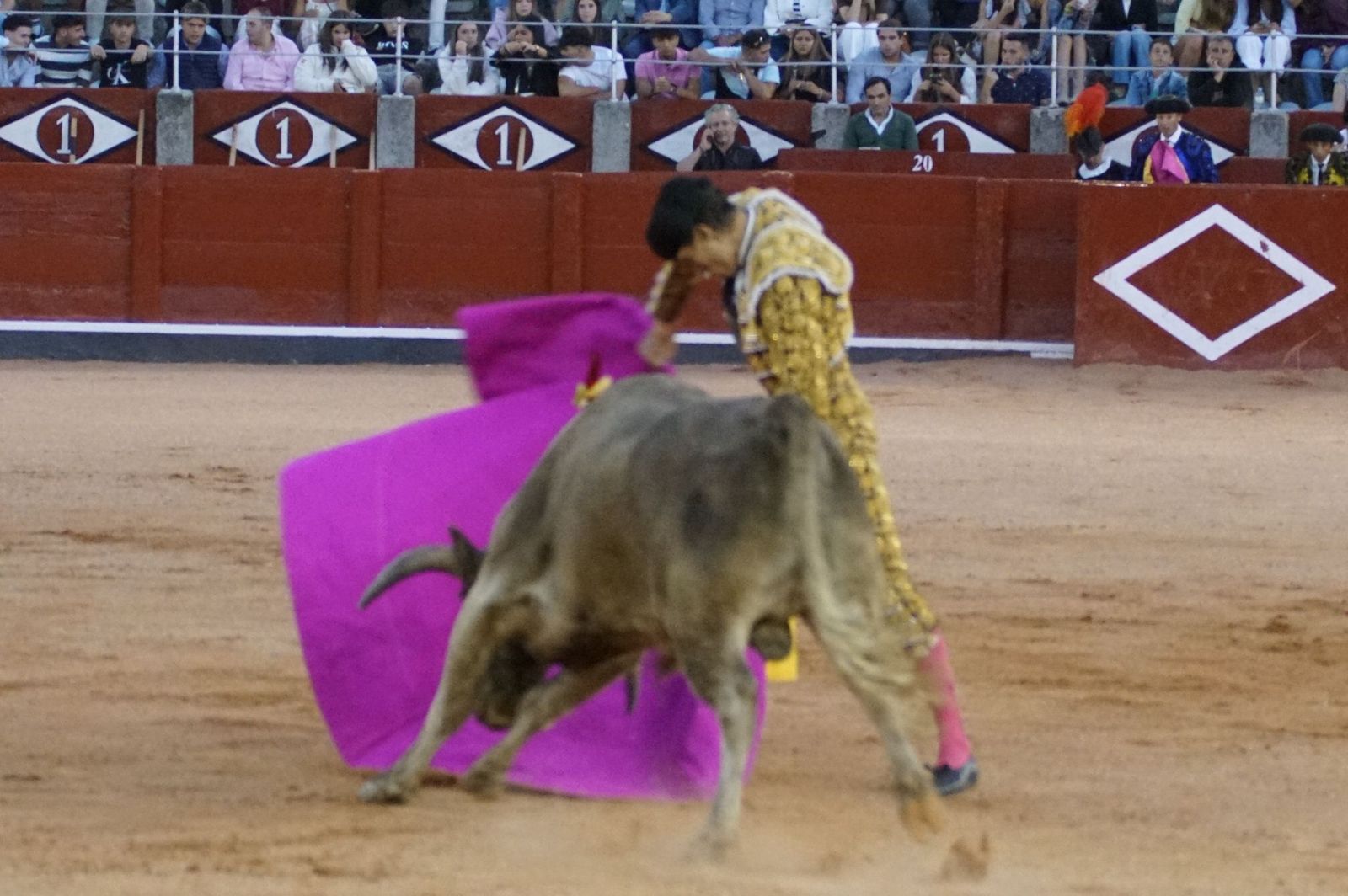 Clase práctica con alumnos de la Escuela de Tauromaquia de Salamanca (Diego Mateos, Noel García y Álvaro Rojo con erales de Esteban Isidro)