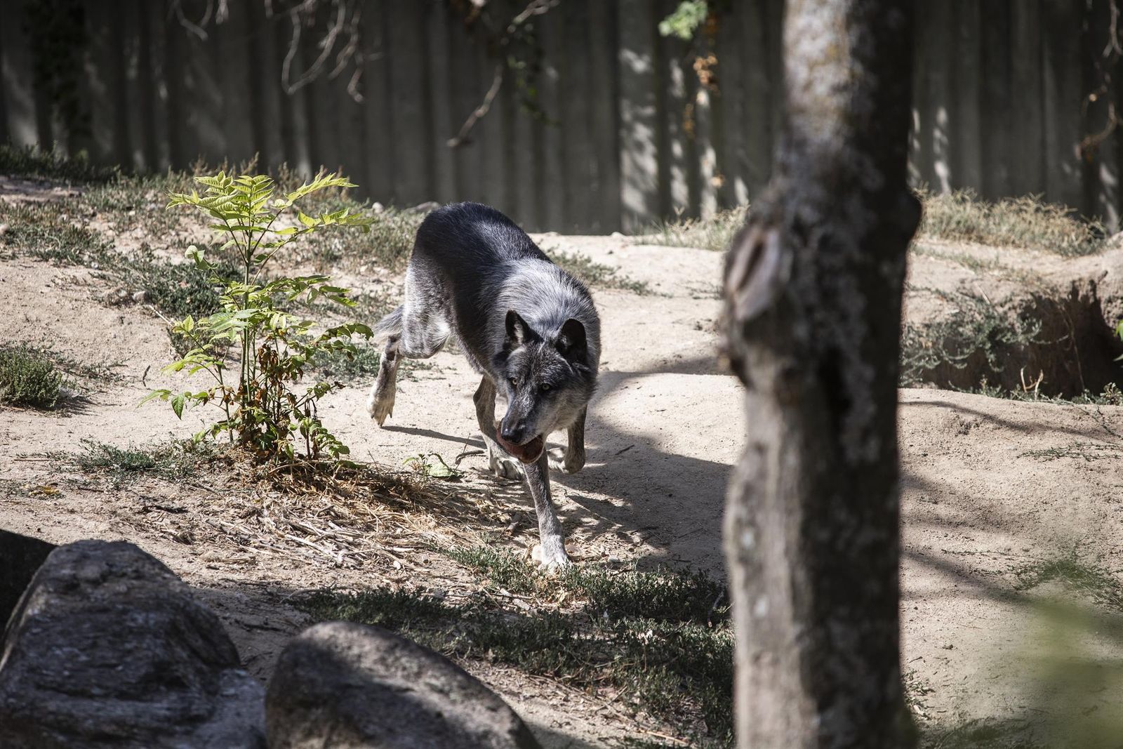 Un lobo en el Zoo Aquarium de Madrid, a 12 de agosto de 2021, en Madrid, (España).   Alejandro Martínez Vélez   Europa Press   Archivo