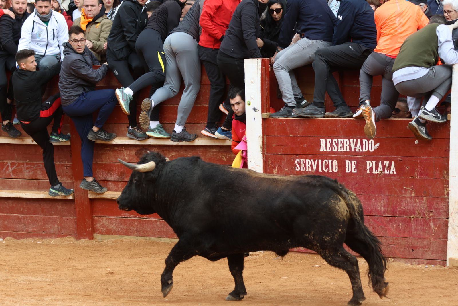 Mañana de capea de lunes en el Carnaval del Toro 2026