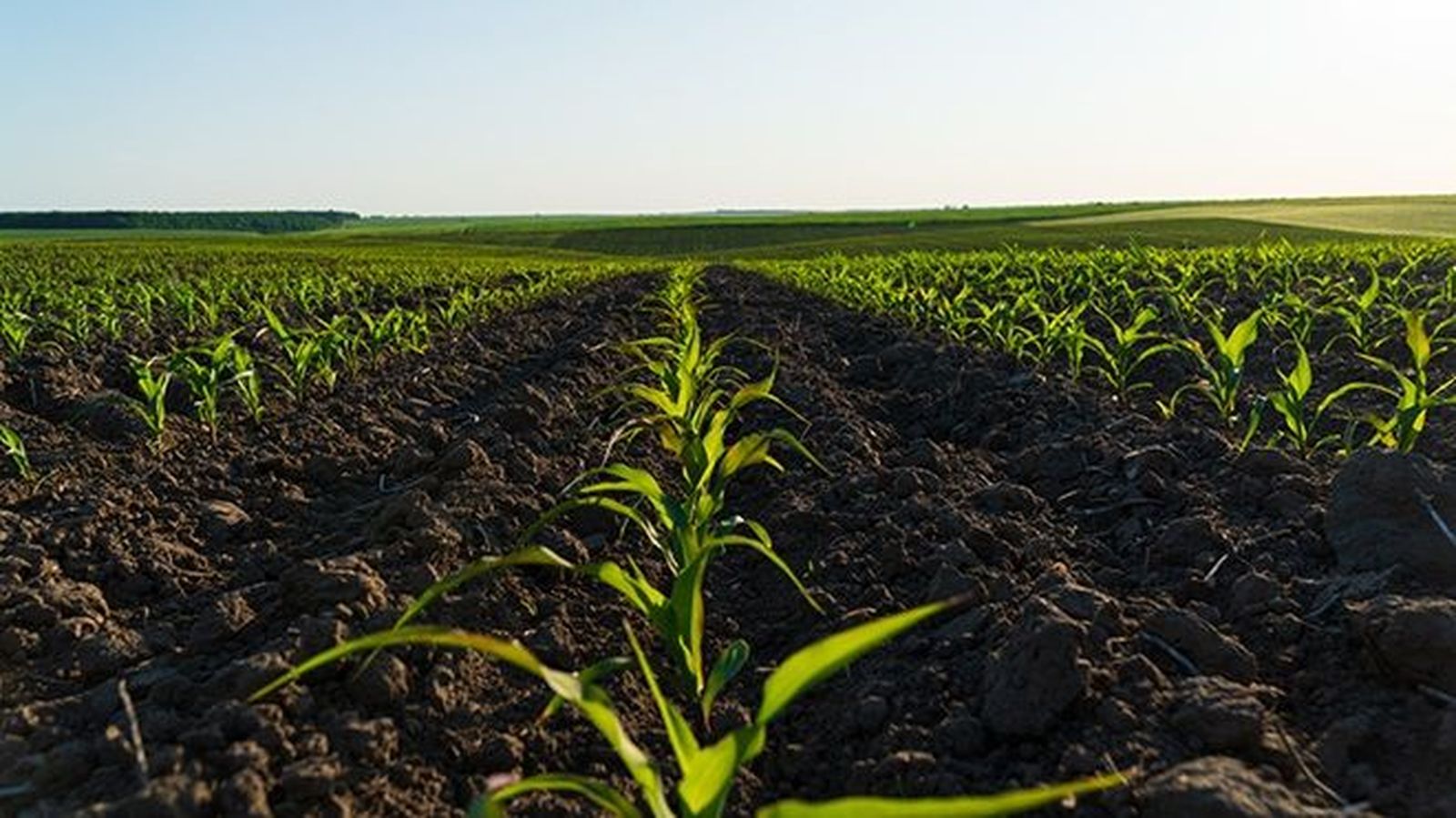 Imagen de un cultivo OCU