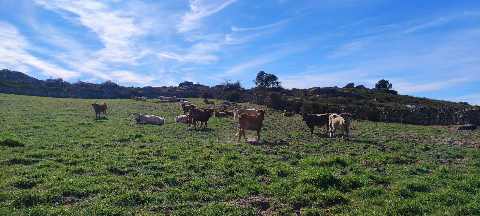 Vacas en el campo. Foto de archivo