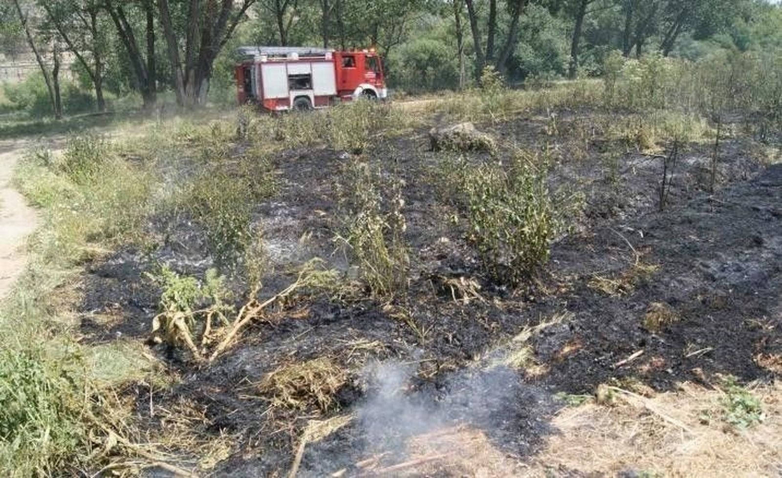 Arde la pelusa de los chopos concentrada en Salas Bajas