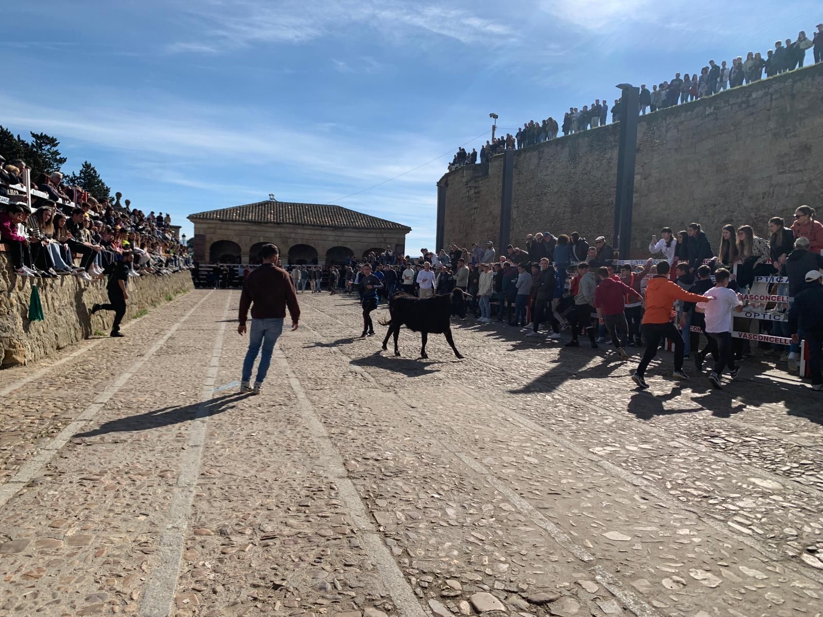 ambiente-con-la-suelta-de-vaquillas-en-el-domingo-de-pinata-en-ciudad-rodrigo-4