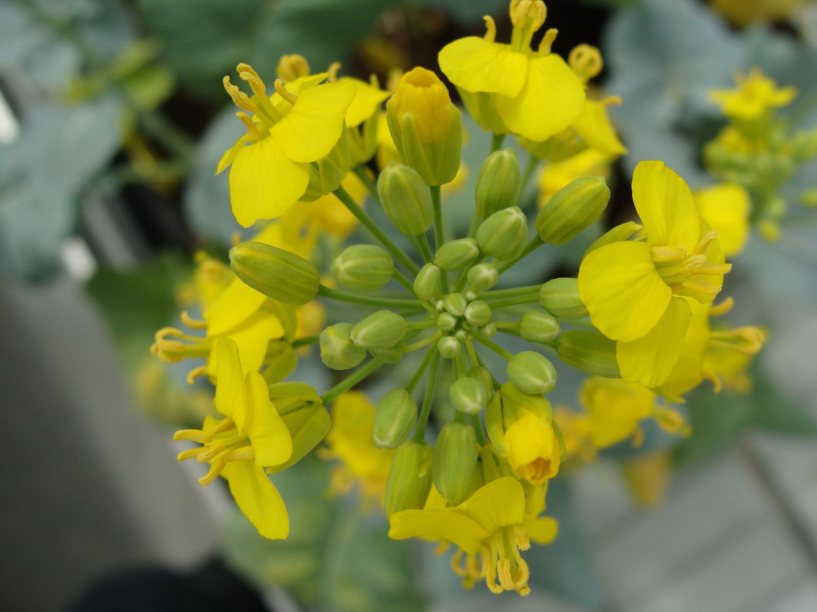 Floración de planta de colza en el invernadero del CIALE