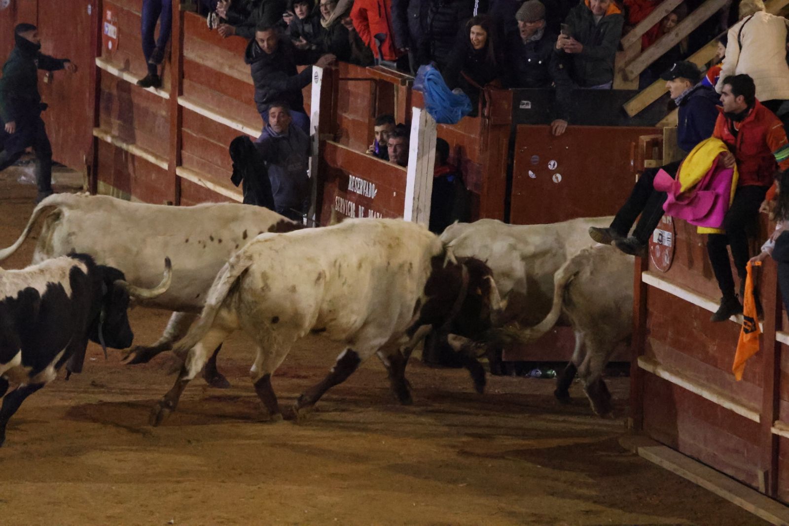 Desencierro de sábado tarde en el Carnaval del Toro de Ciudad Rodrigo