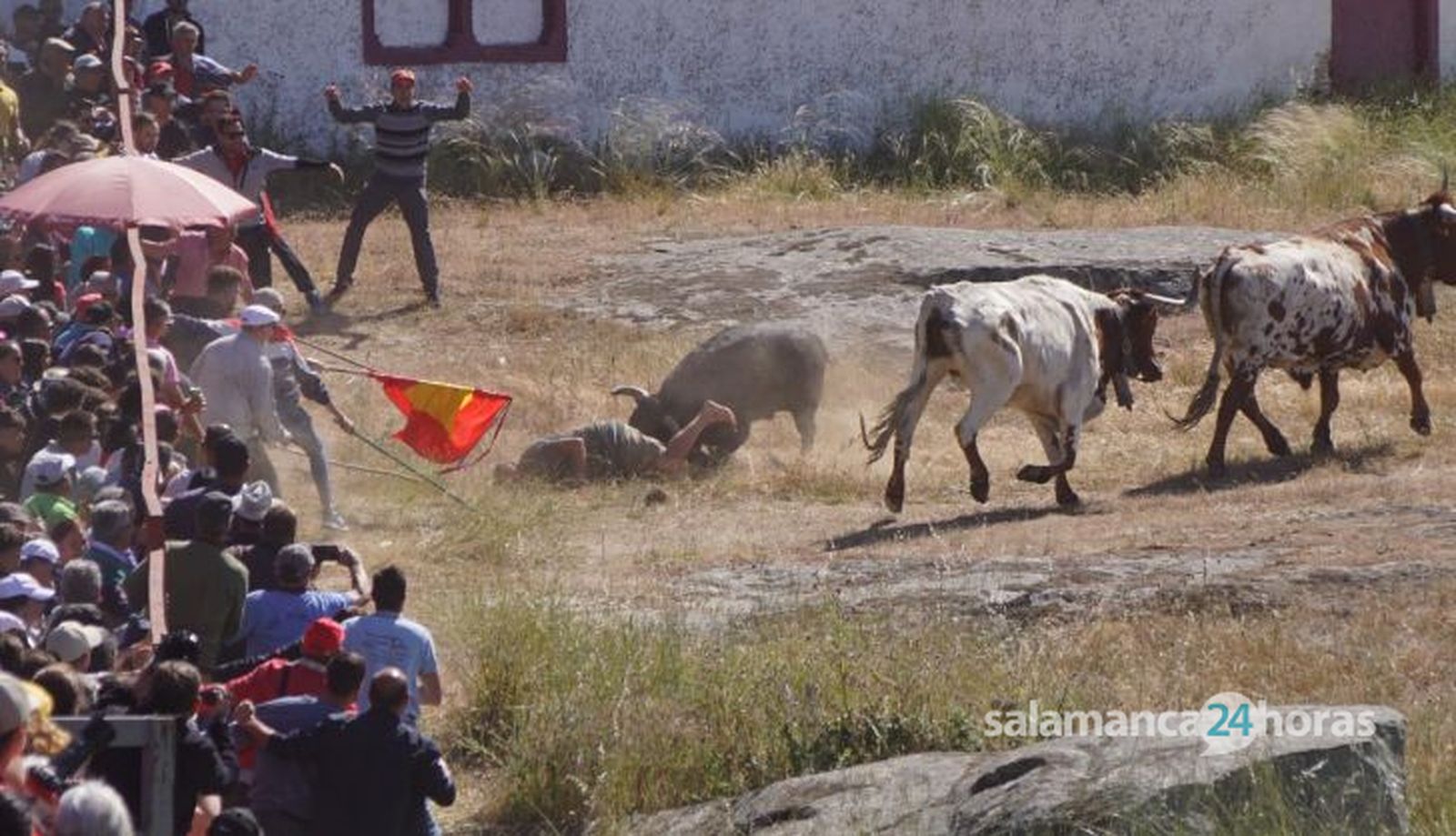 Herido un hombre tras ser volteado por un astado en los Espantos de Ledesma. Foto Juanes (2)